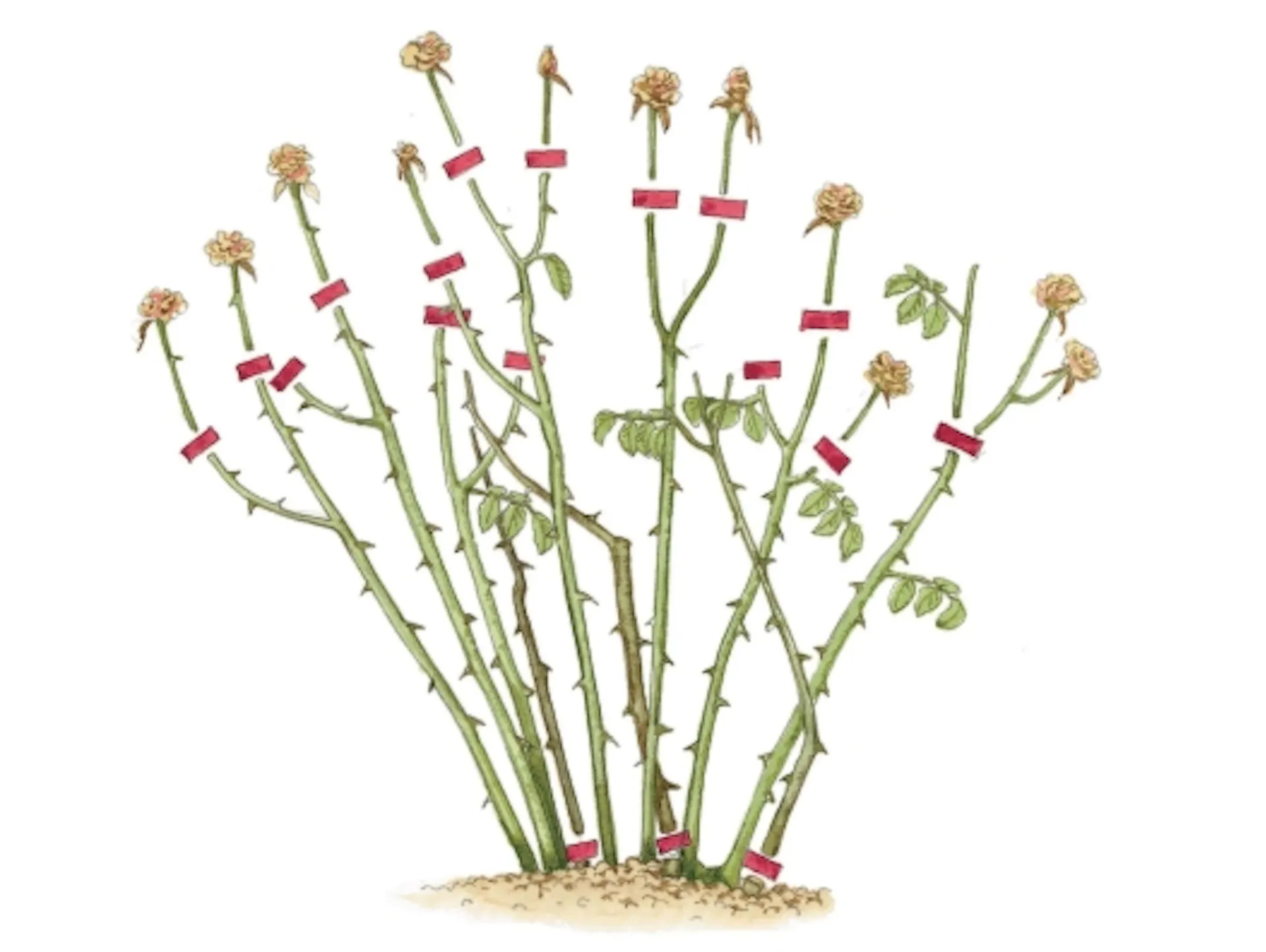 Skizze eines Rosenbuschs mit Schnittmarkierungen.