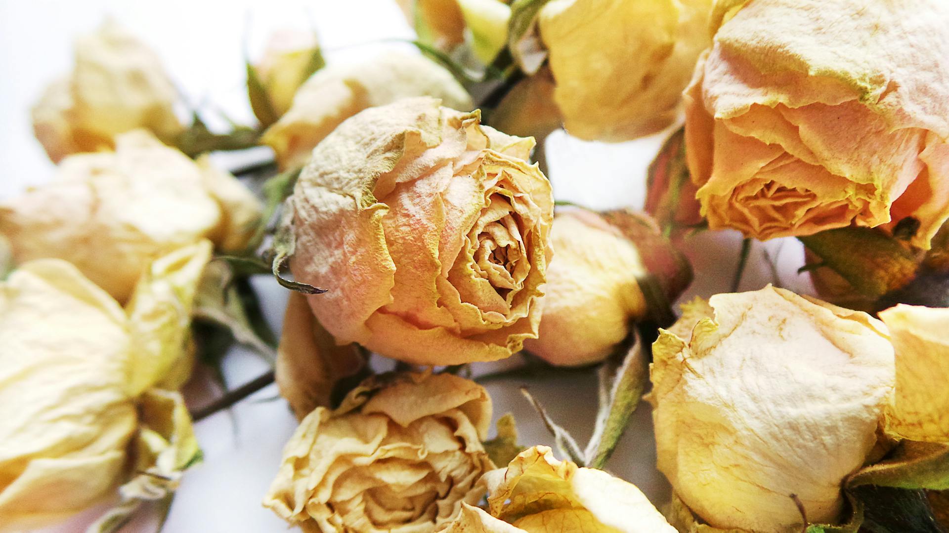 Getrocknete, gelbe Rosen