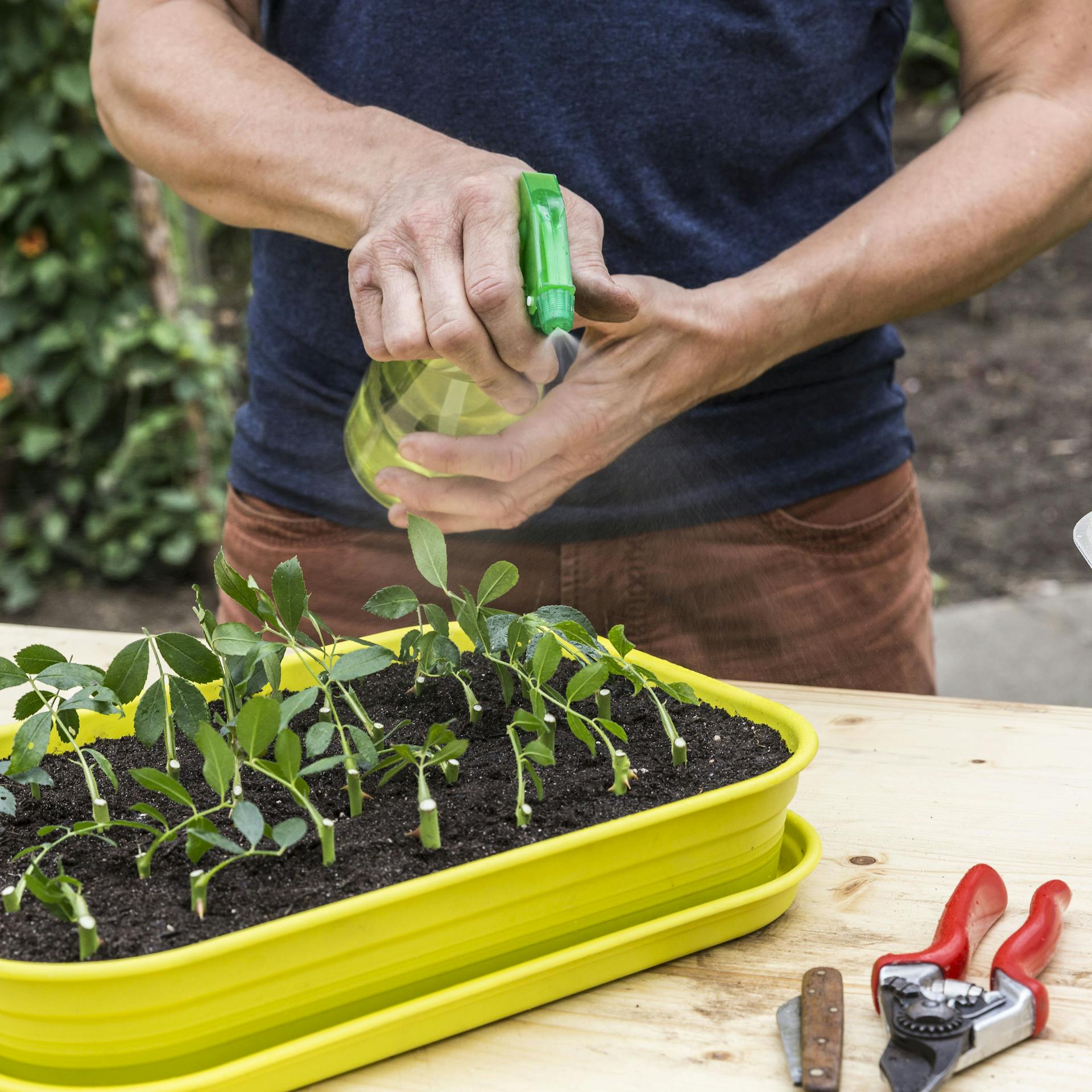 Mit einer Sprühflasche befeuchtet eine Person die Rosenstecklinge in der Anzuchtschale.
