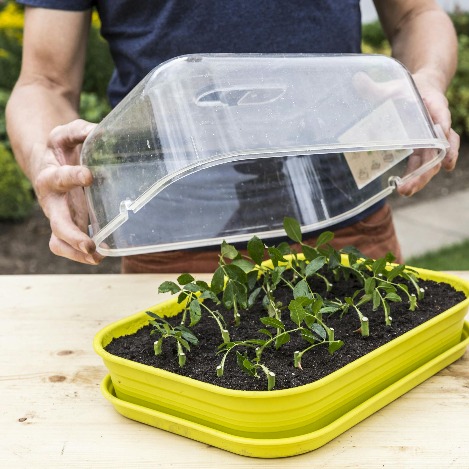 Eine Person setzt die Abdeckung auf die Rosenstecklinge in einer Anzuchtschale.
