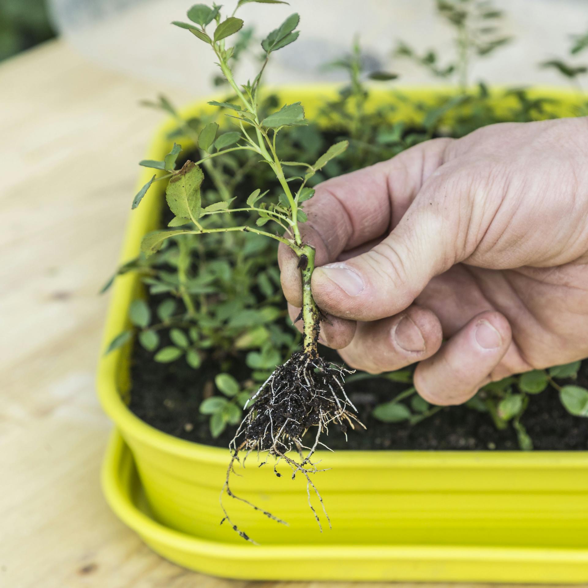 Eine Person hält einen bewurzelten Rosensteckling in der Hand.