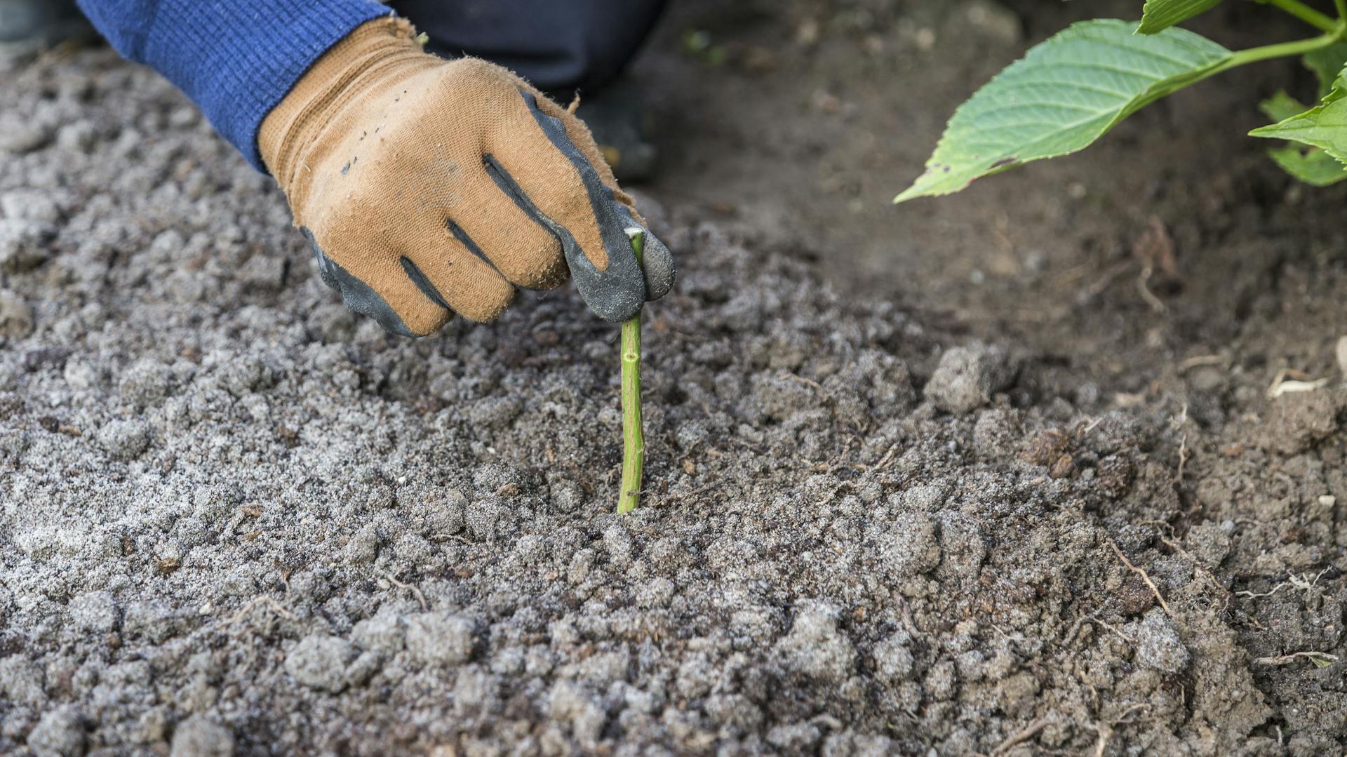 Eine Person setzt das Steckholz einer Rose in Erde, um sie zu vermehren.