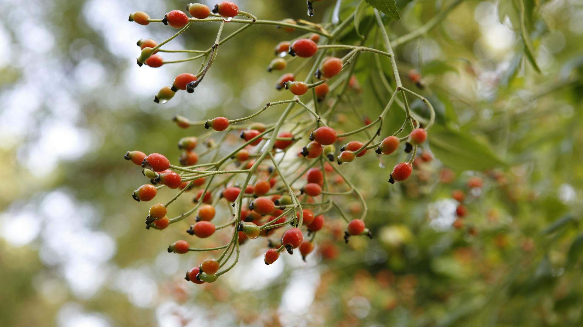 Rötliche Hagebutten einer Rose.
