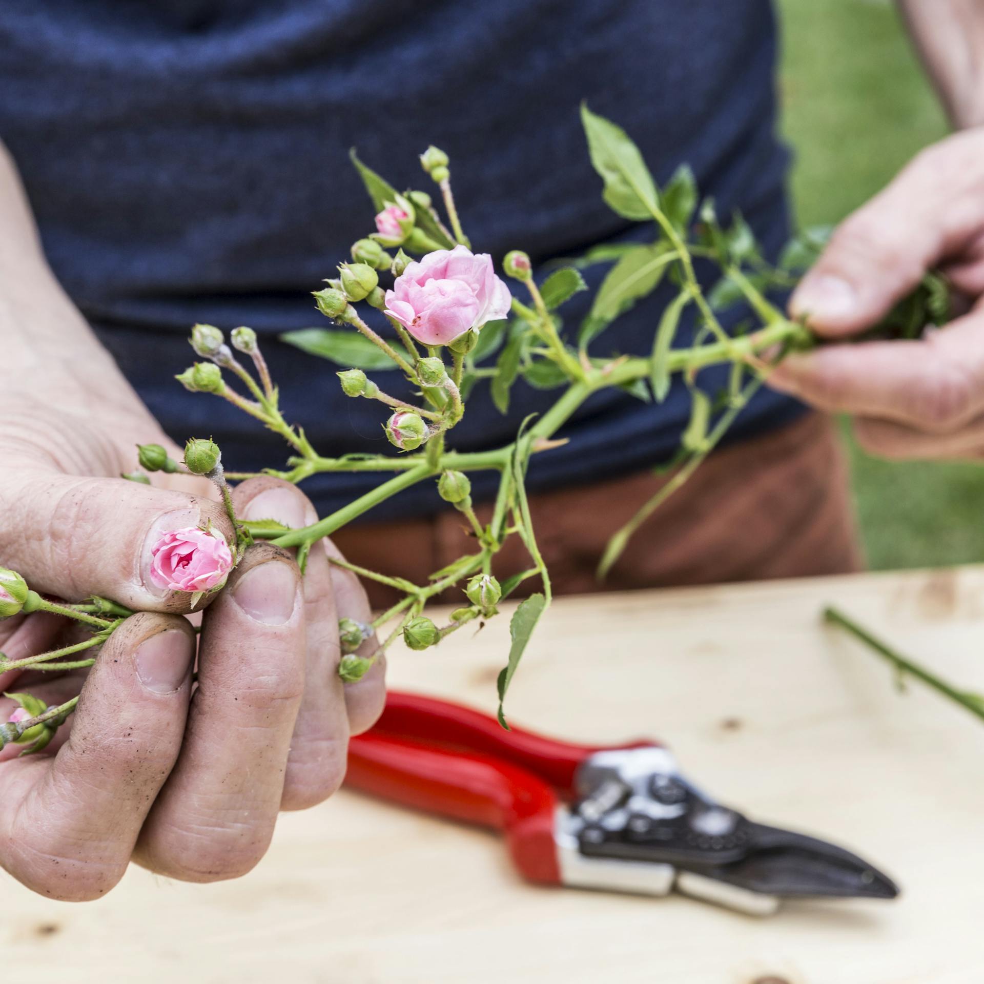 Eine Person hält einen Rosentrieb in den Händen, auf einem Tisch vor der Person liegt eine Rosenschere.