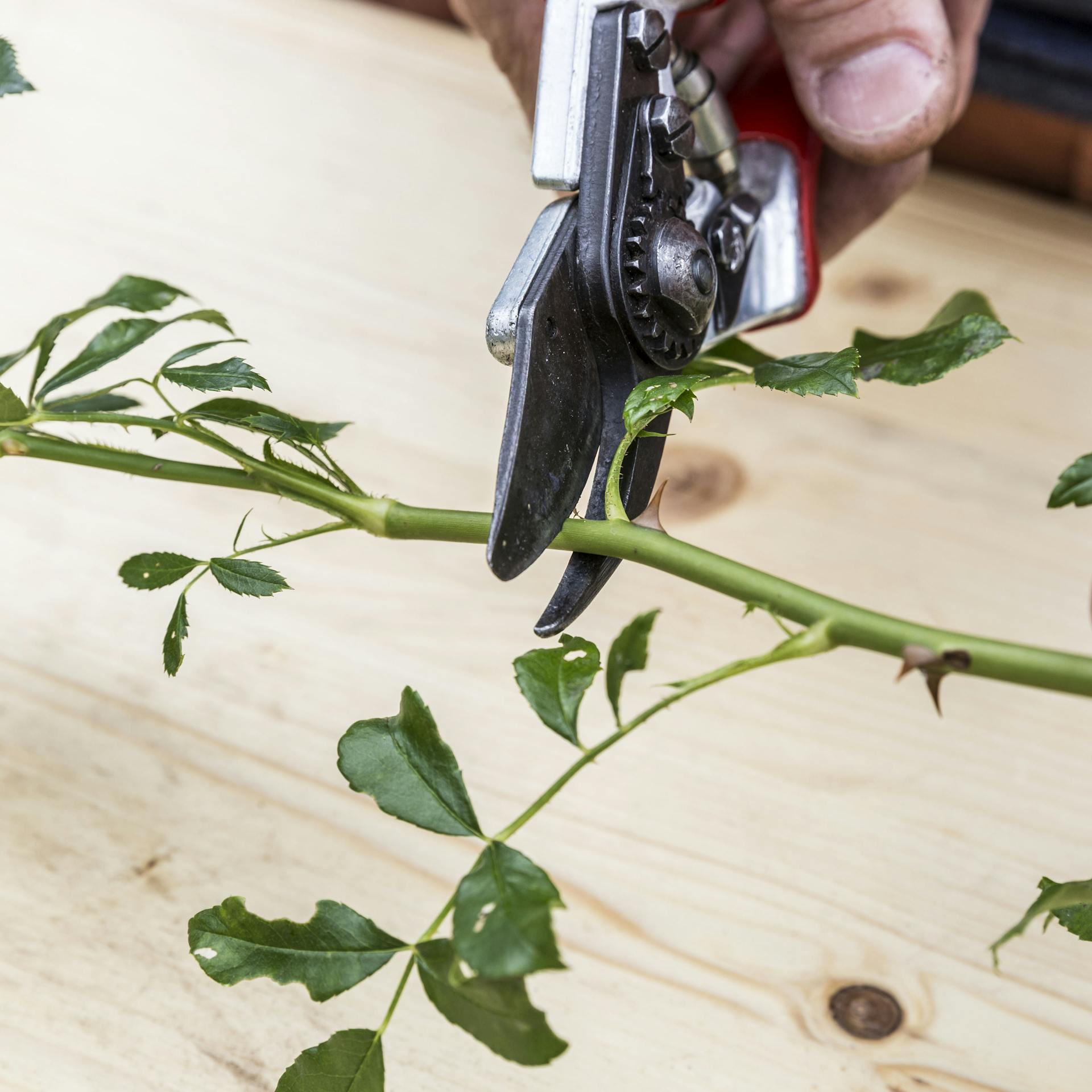 Eine Person zerschneidet mit einer Rosenschere einen Rosentrieb in Stecklinge.