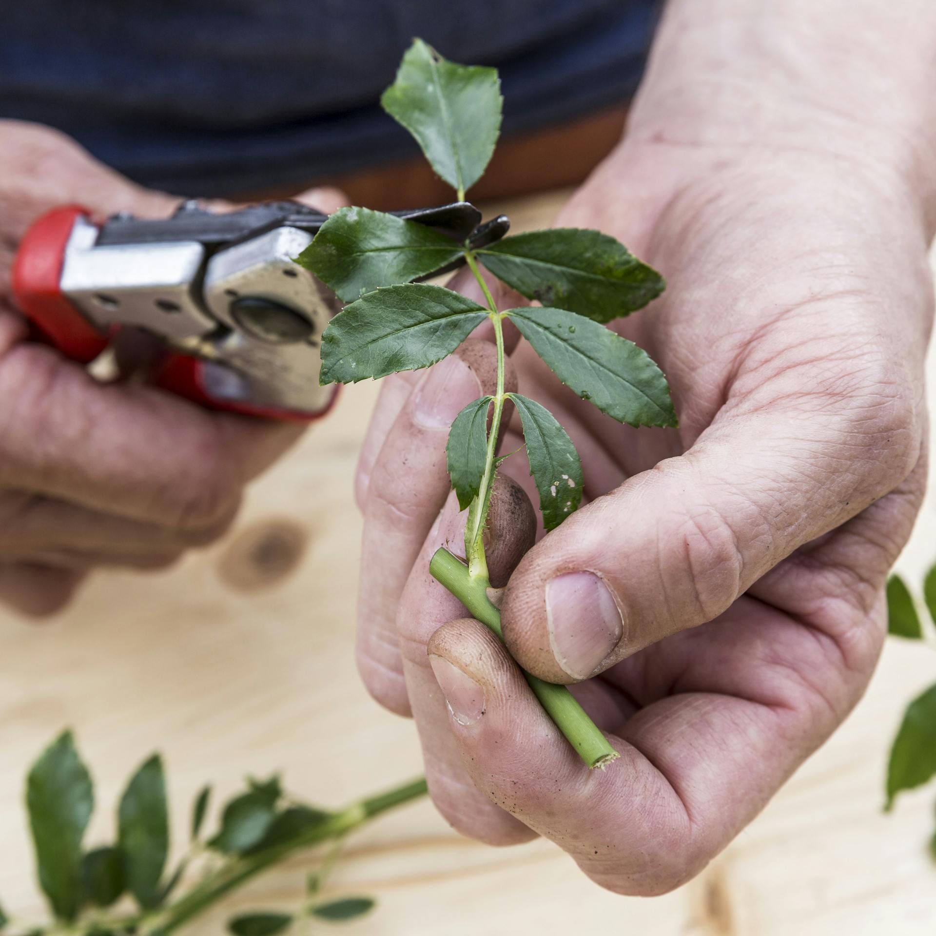 Eine Persoon entfernt die Blätter eines Rosenstecklings mit einer Rosenschere.