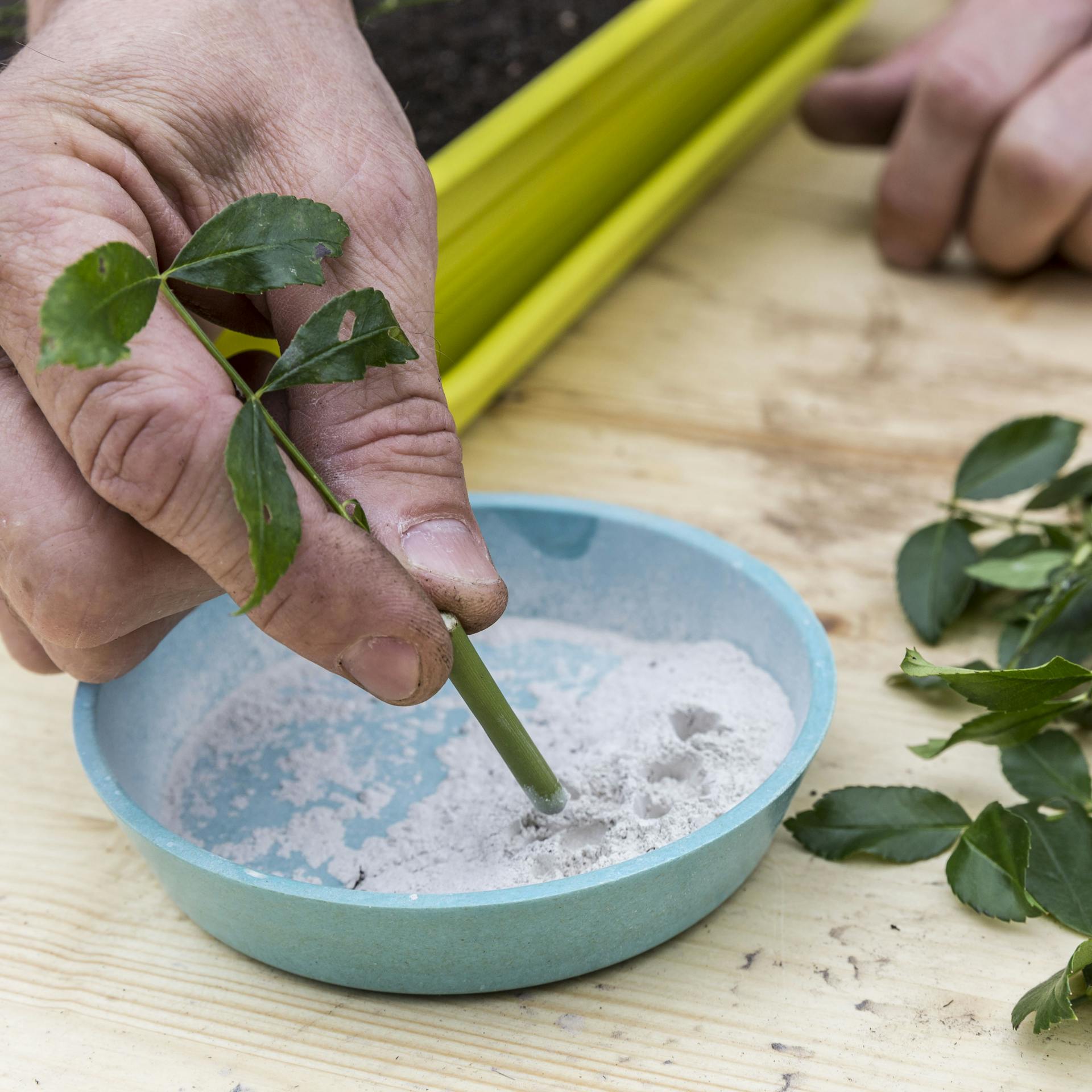 Eine Person taucht einen Rosensteckling in Bewurzelungspulver.