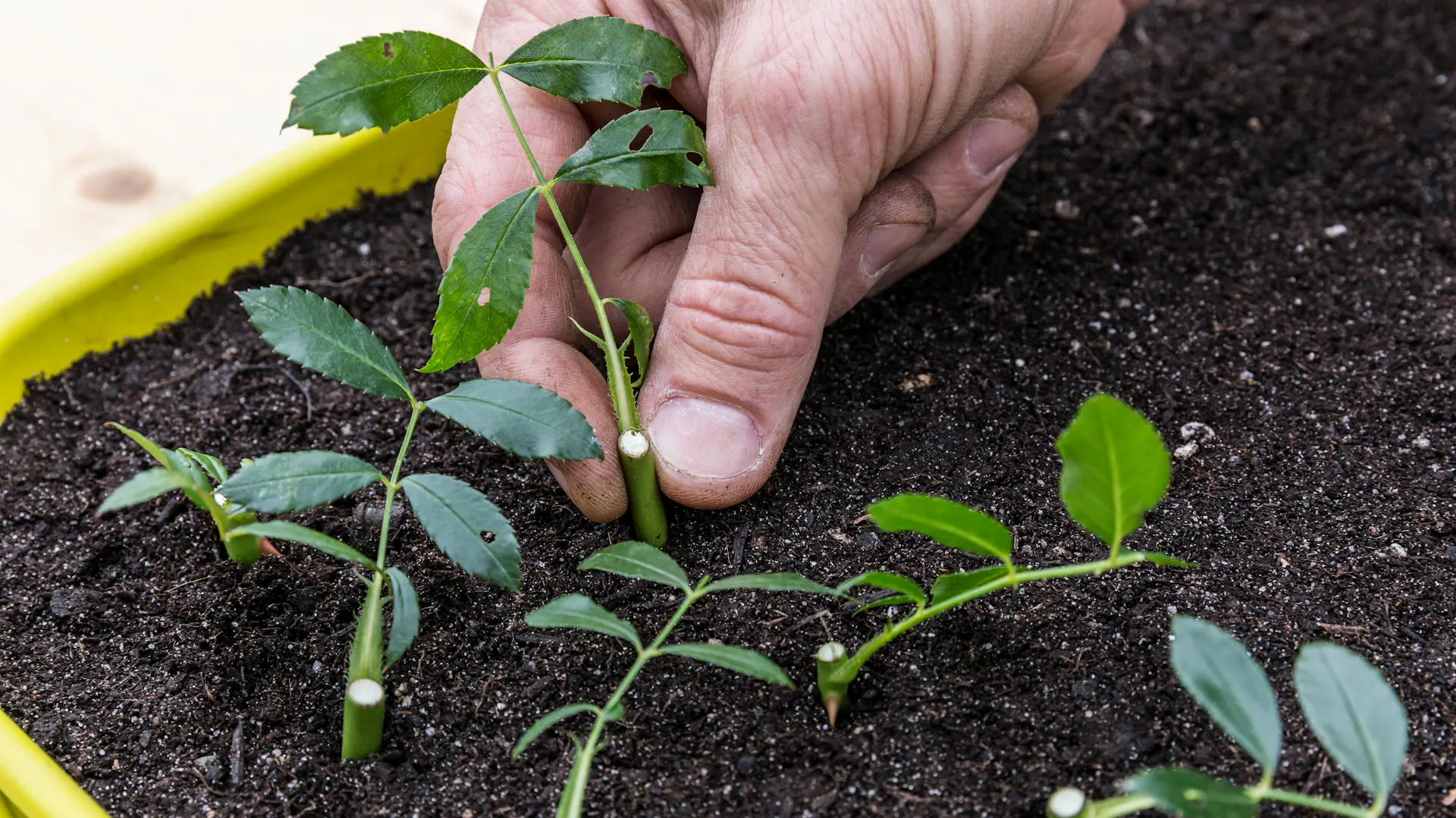 Heimwerker pflanzt Rosenstecklinge mit Abstand in Frühbeet ein.