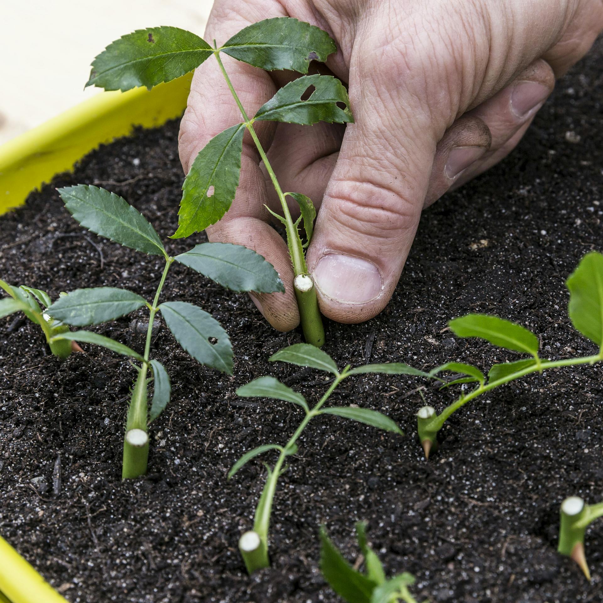 Eine Person setzt Rosenstecklinge in Anzuchterde.