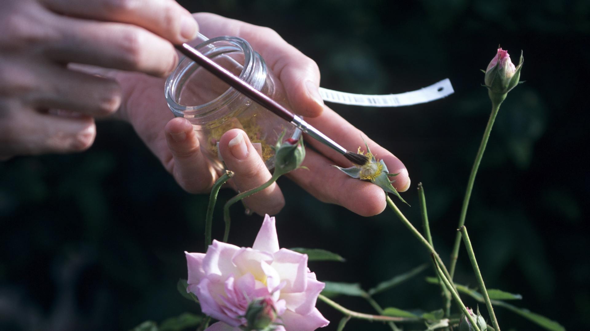 Pollen auf Rose auftragen