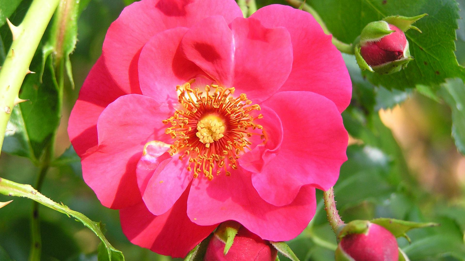 ADR-Rose „Rotfassade“