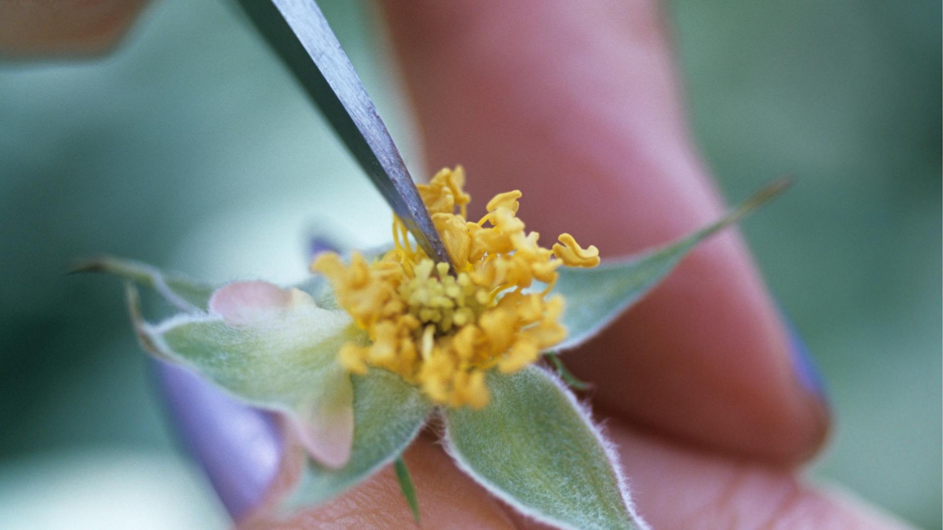 Pollensäcke an der Vaterrose entfernen