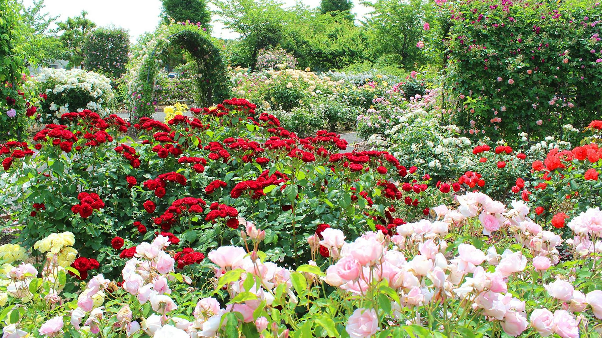 Ein großes Rosenbeet mit rosafarbenen und roten Rosen.
