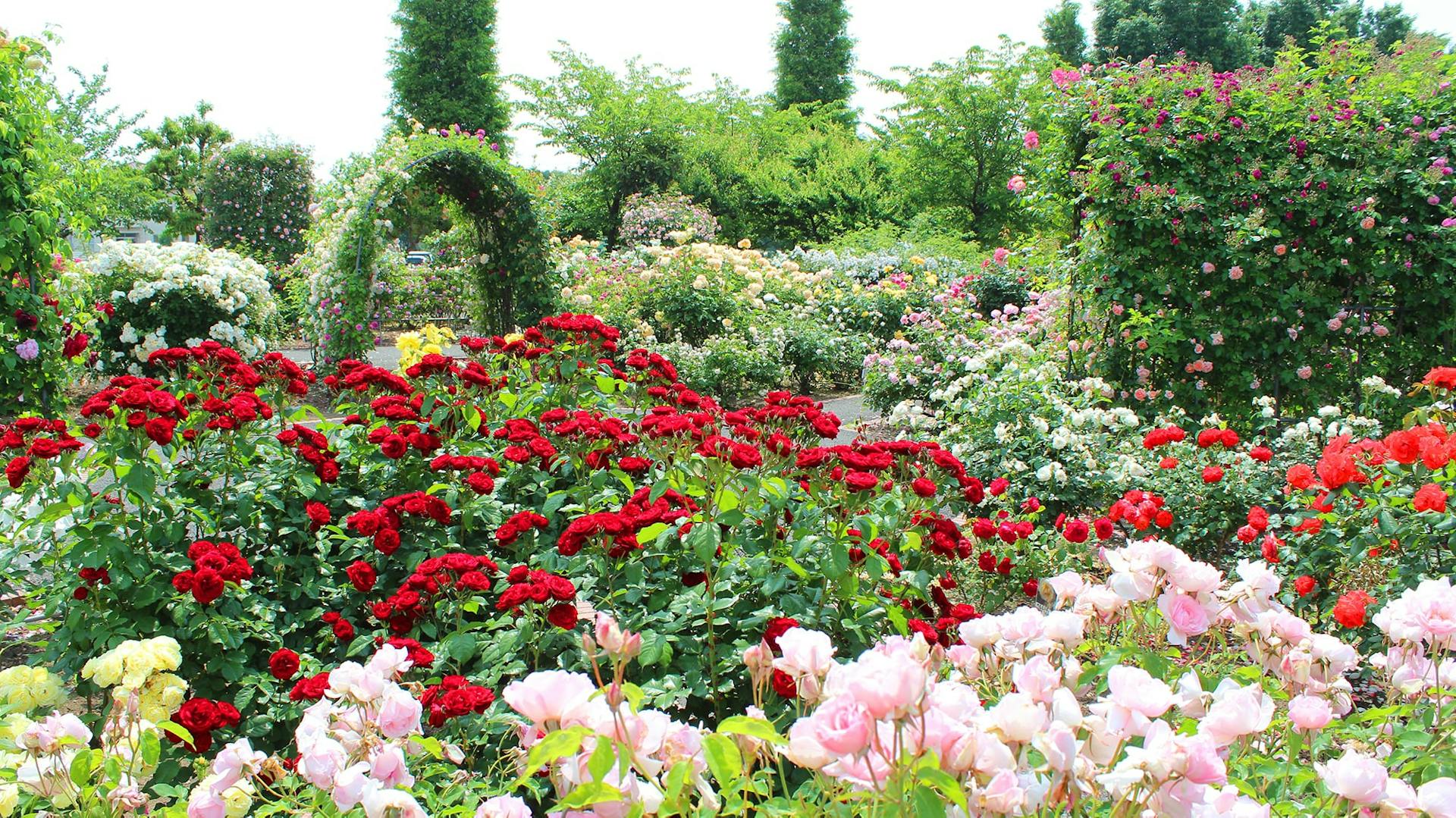 Rosen in den Farben Rot und Rosa im Garten.