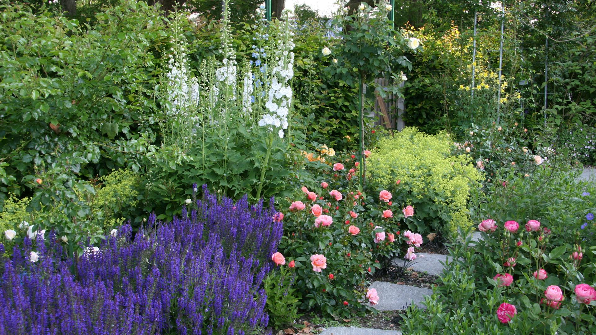 Rosen mit Lavendel und anderen Stauden als Rosenbegleiter im Garten