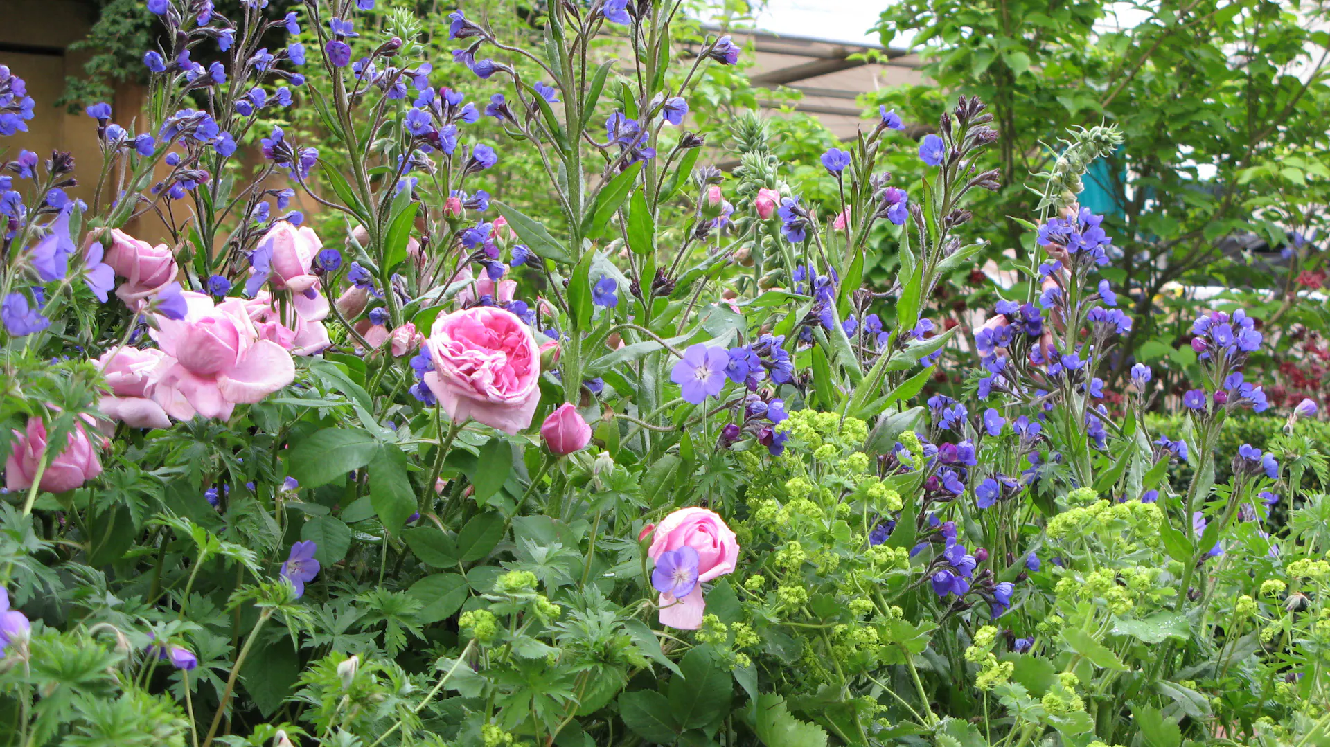 Frauenmantel als Rosenbegleiter