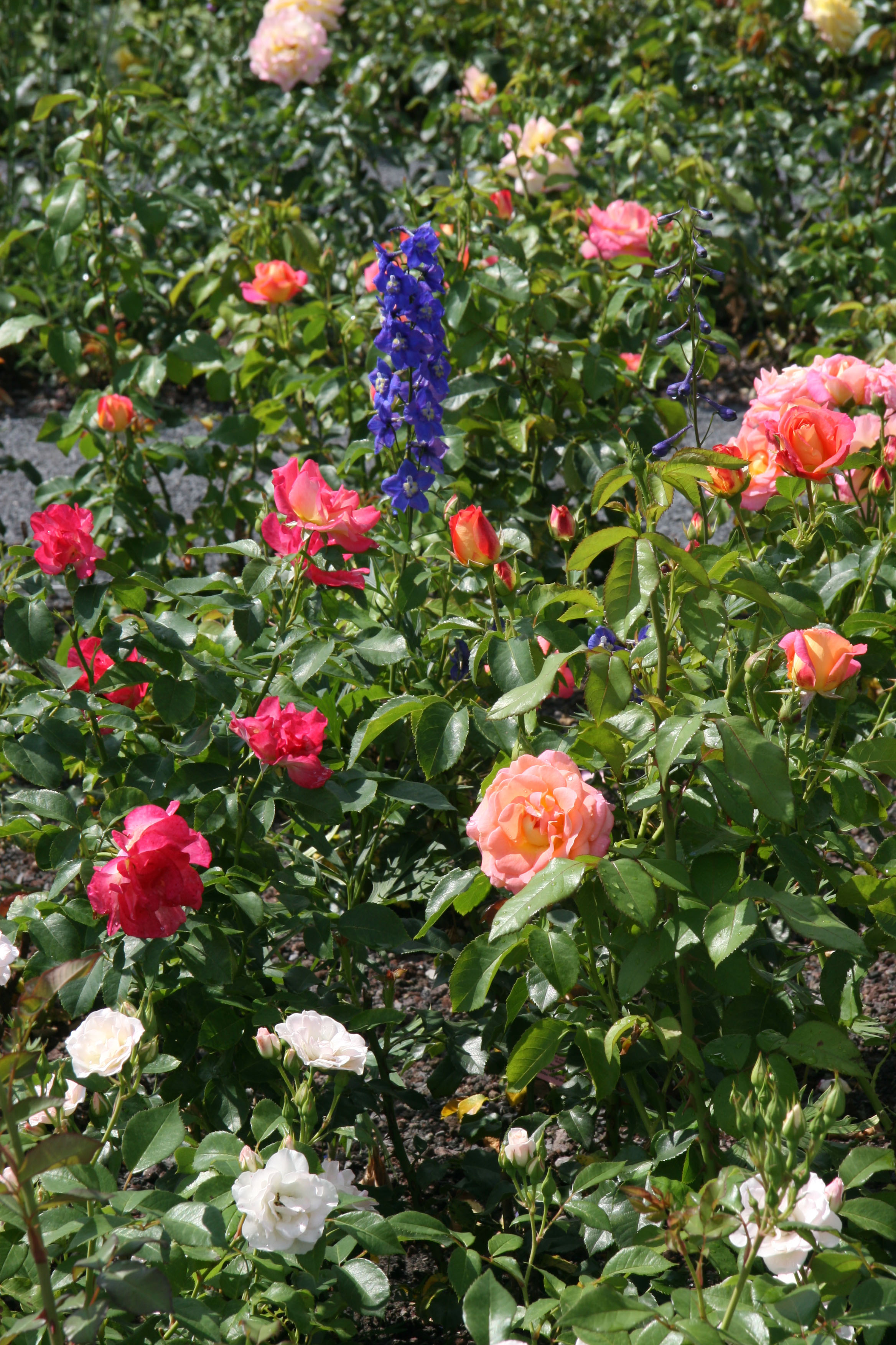 Rittersporn als Rosenbegleiter