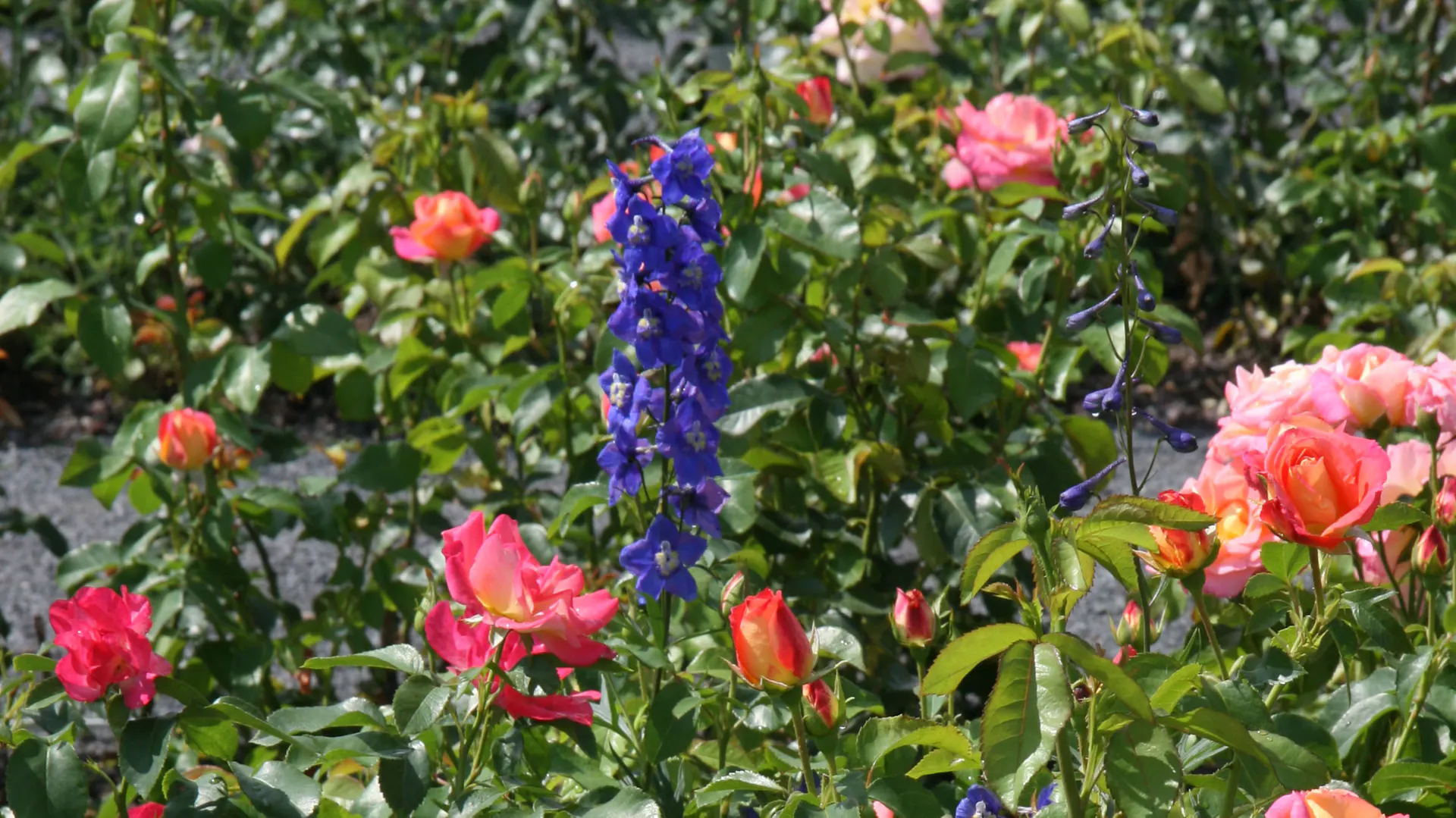 Rittersporn als Rosenbegleiter