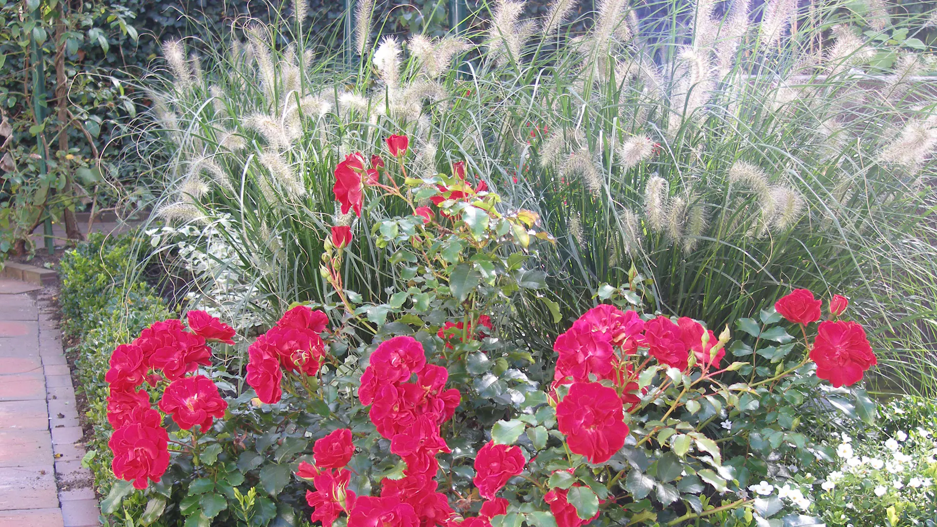 Lampenputzergras als Rosenbegleiter