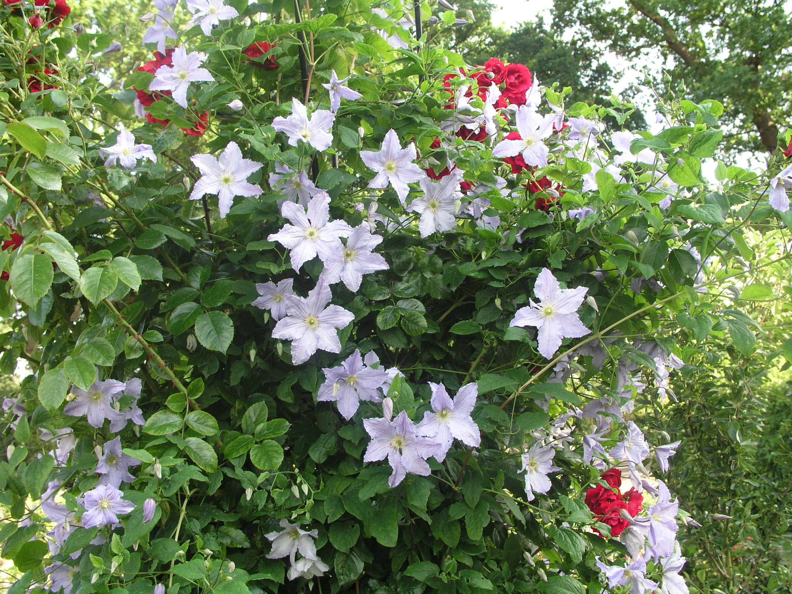 Weiß blühende Clematis als Begleiter für rote Rosen