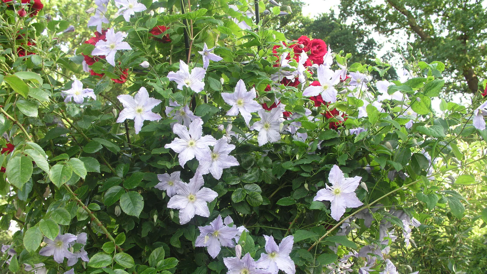 Weiß blühende Clematis als Begleiter für rote Rosen