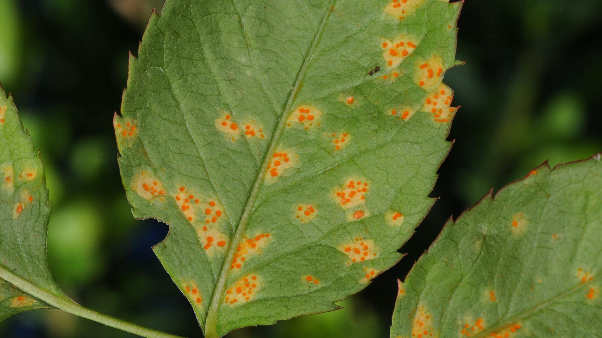 Rosenrost an einem Rosenblatt