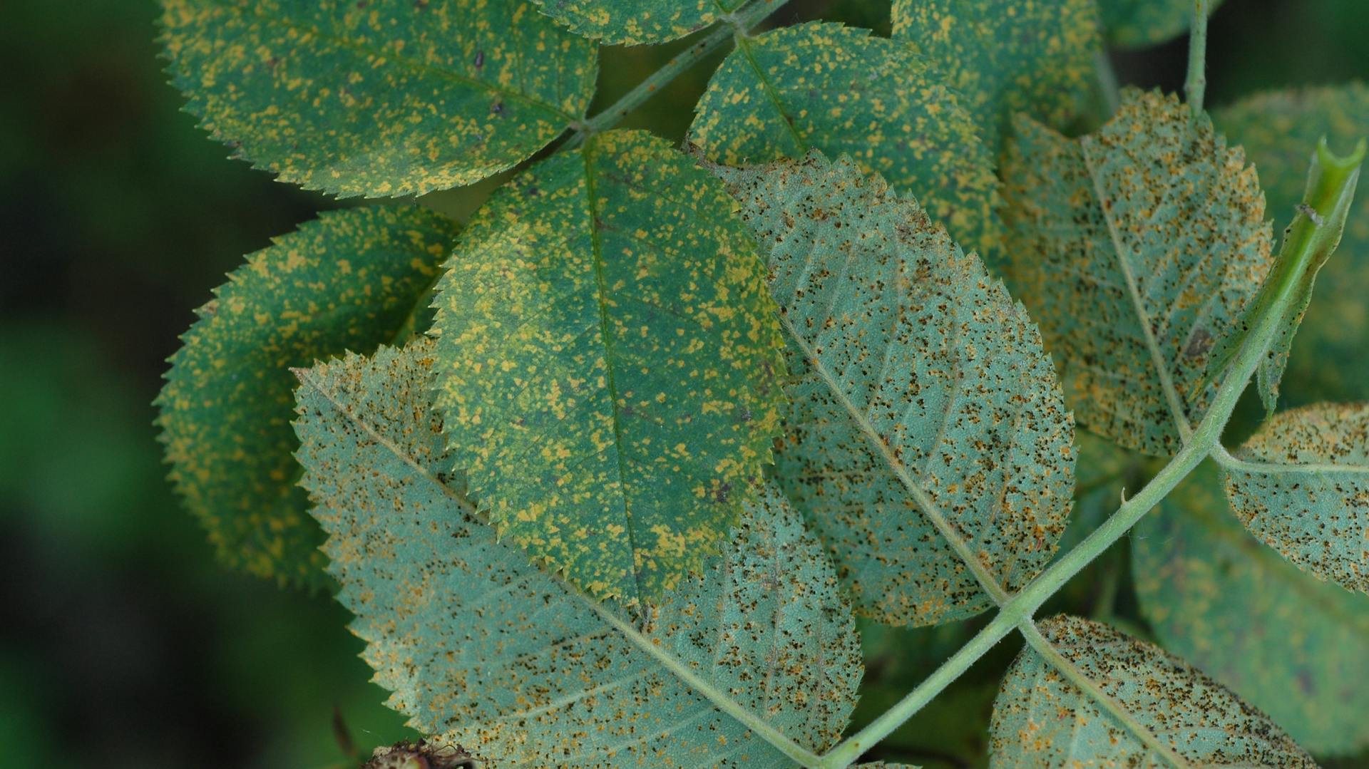 Rosenrost bekämpfen – Überblick, Tipps und Tricks | OBI