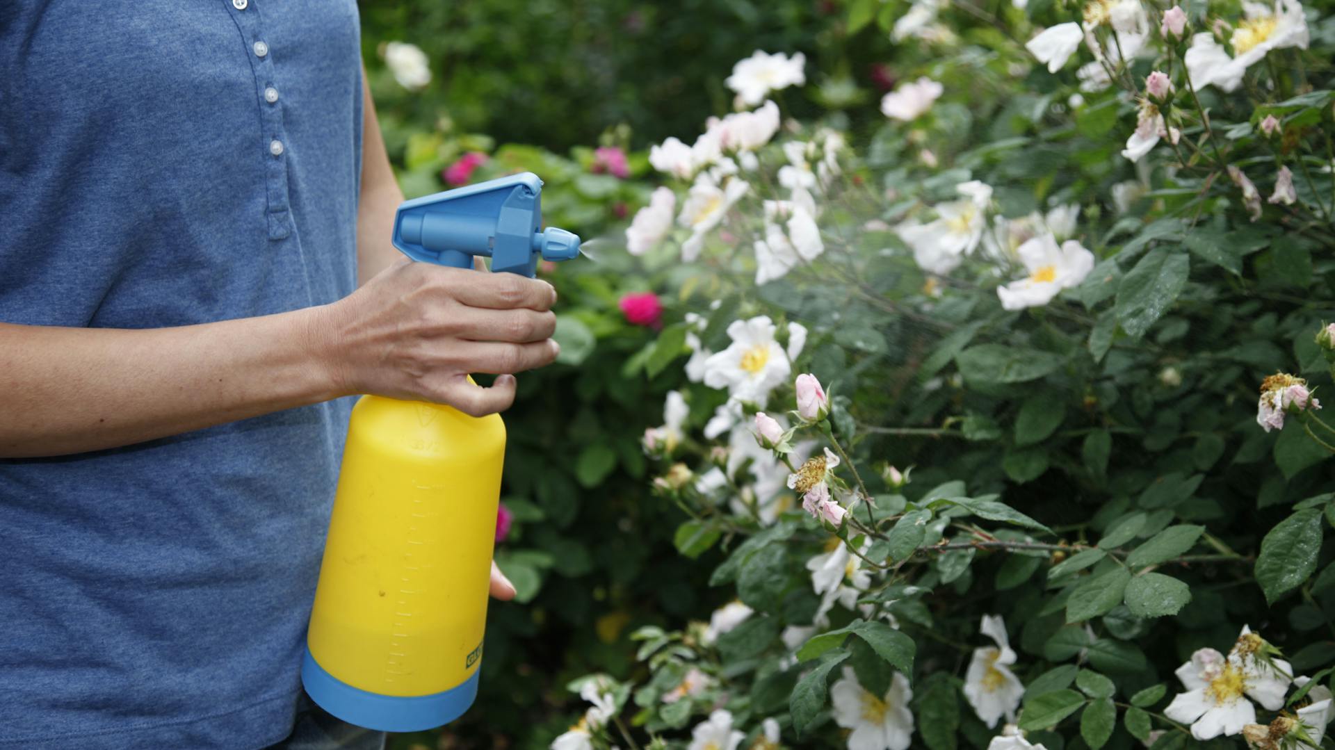 Pflanzenschutzmittel gegen Rosenrost