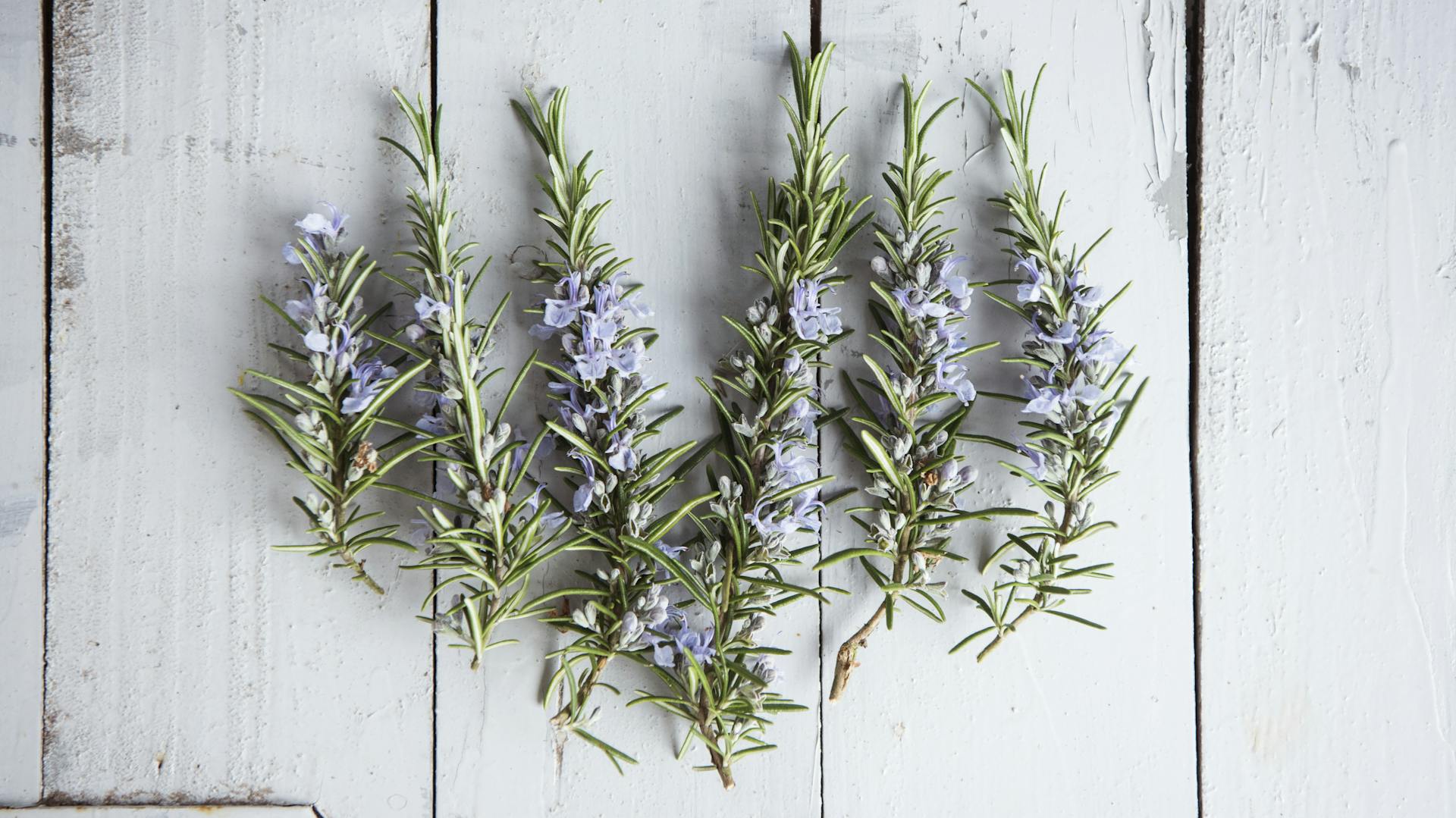 Rosmarinzweige liegen mit Blüten auf weißem Holz.