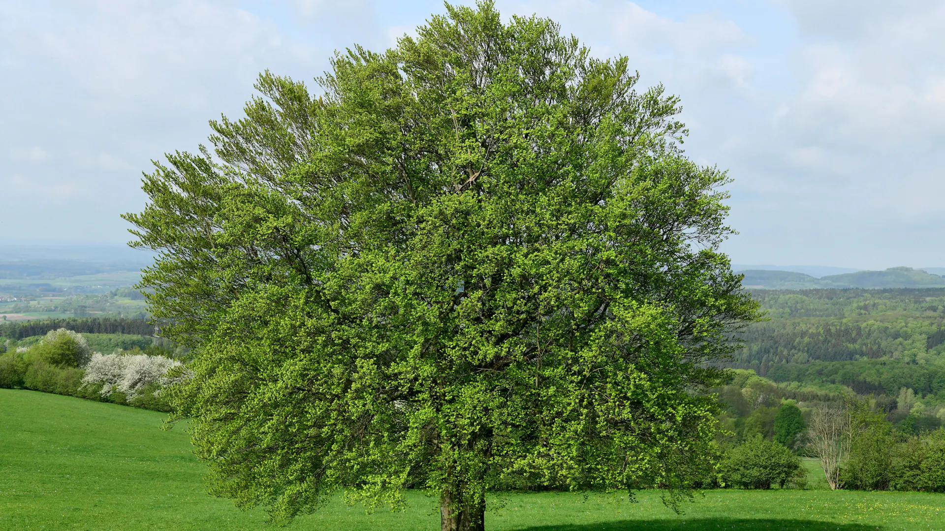 Rotbuche in der Natur
