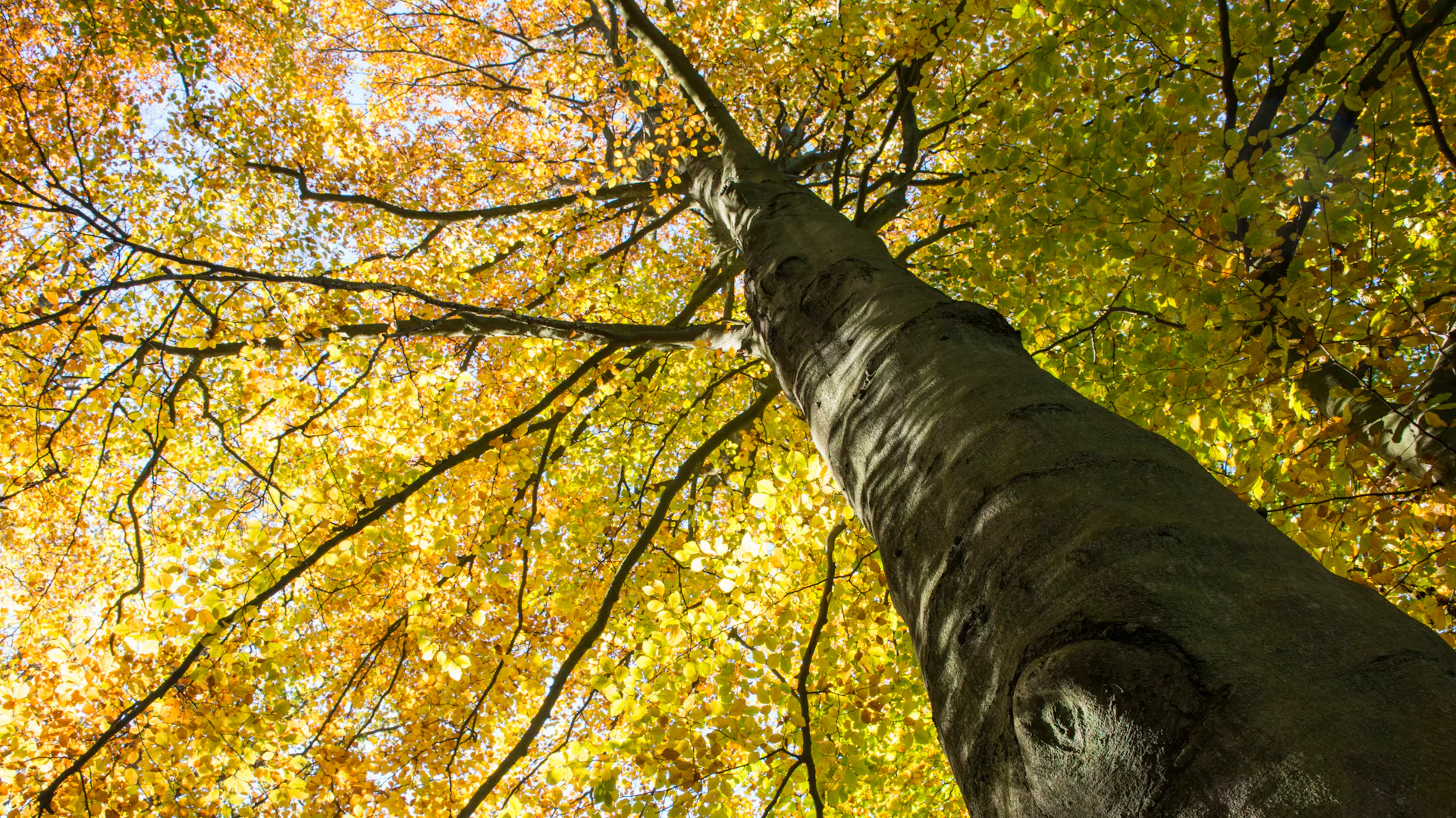 Hohe Rotbuche mit gelbem Herbstlaub aus der Froschperspektive.