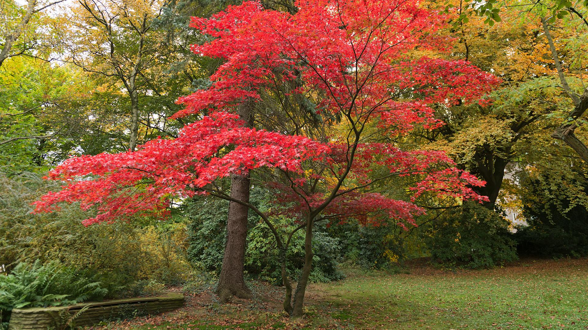 Roter Fächerahorn – Eigenschaften im Überblick | OBI