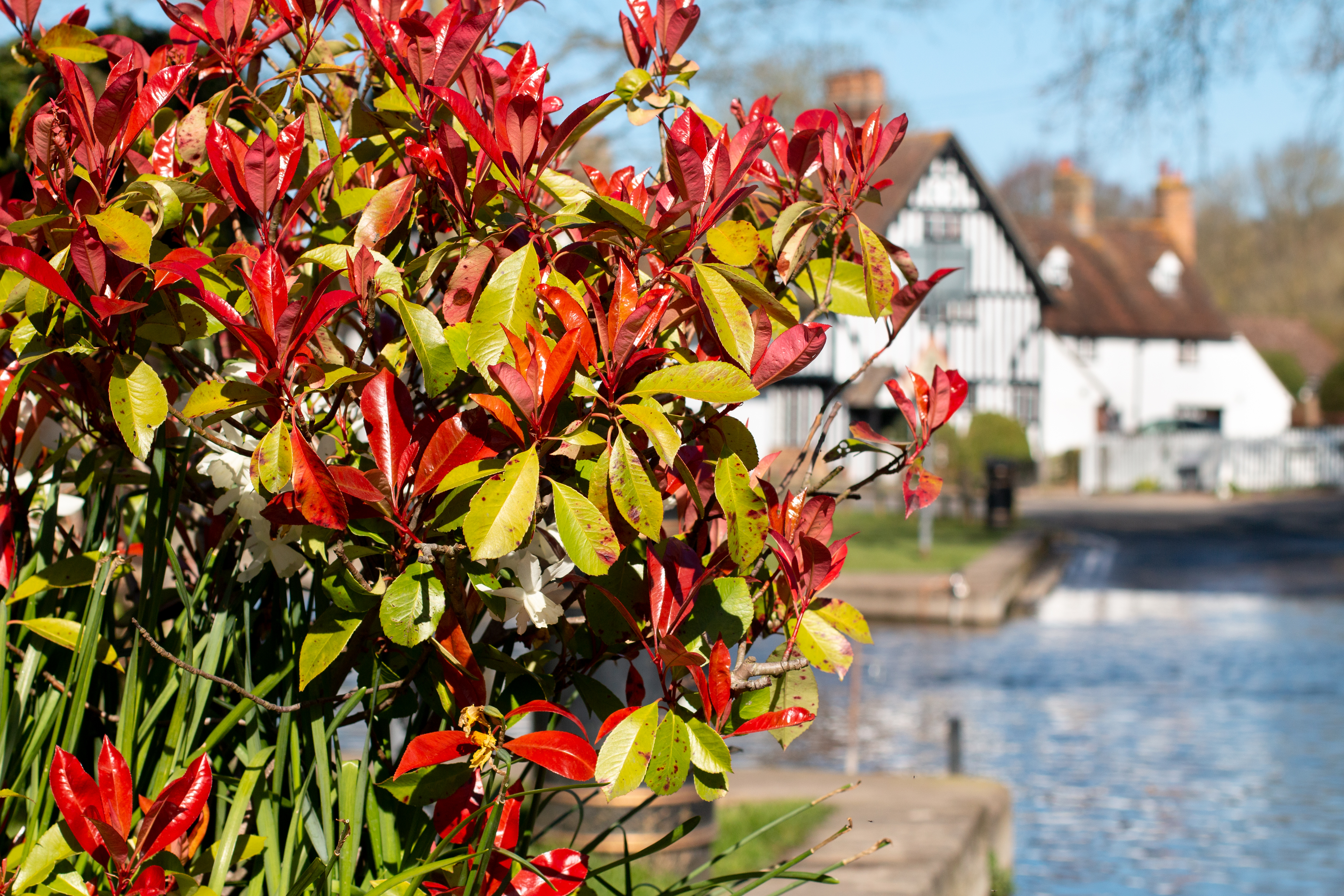 Rotlaubige Glanzmispel am Wasser