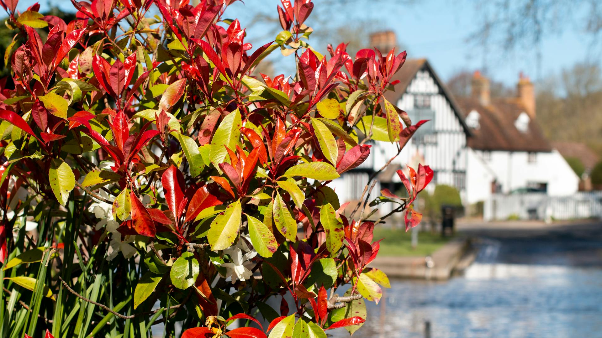 Rotlaubige Glanzmispel am Wasser