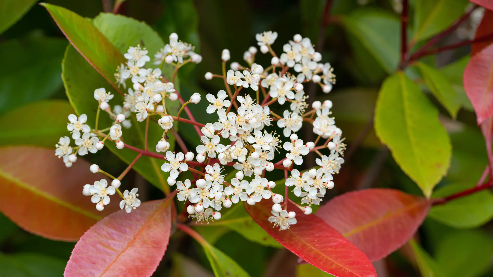 Rotlaubige Glanzmispel mit Blüten