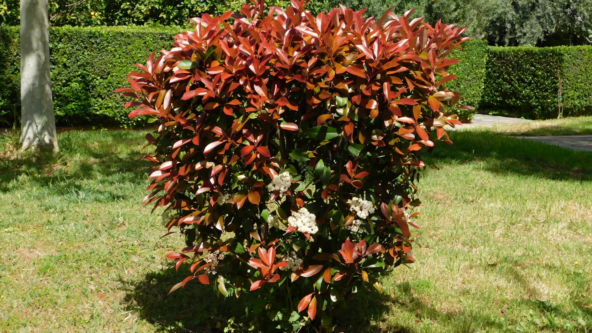 Rotlaubige Glanzmispel im Garten in Einzelstellung.