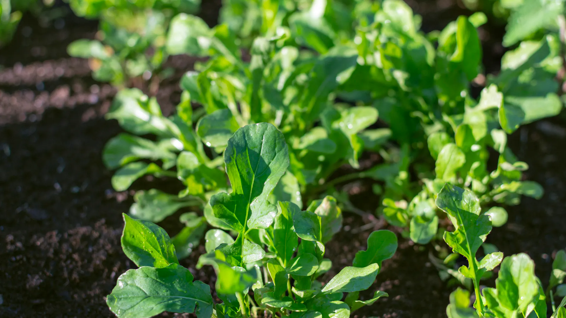 Rucola wächst im Beet
