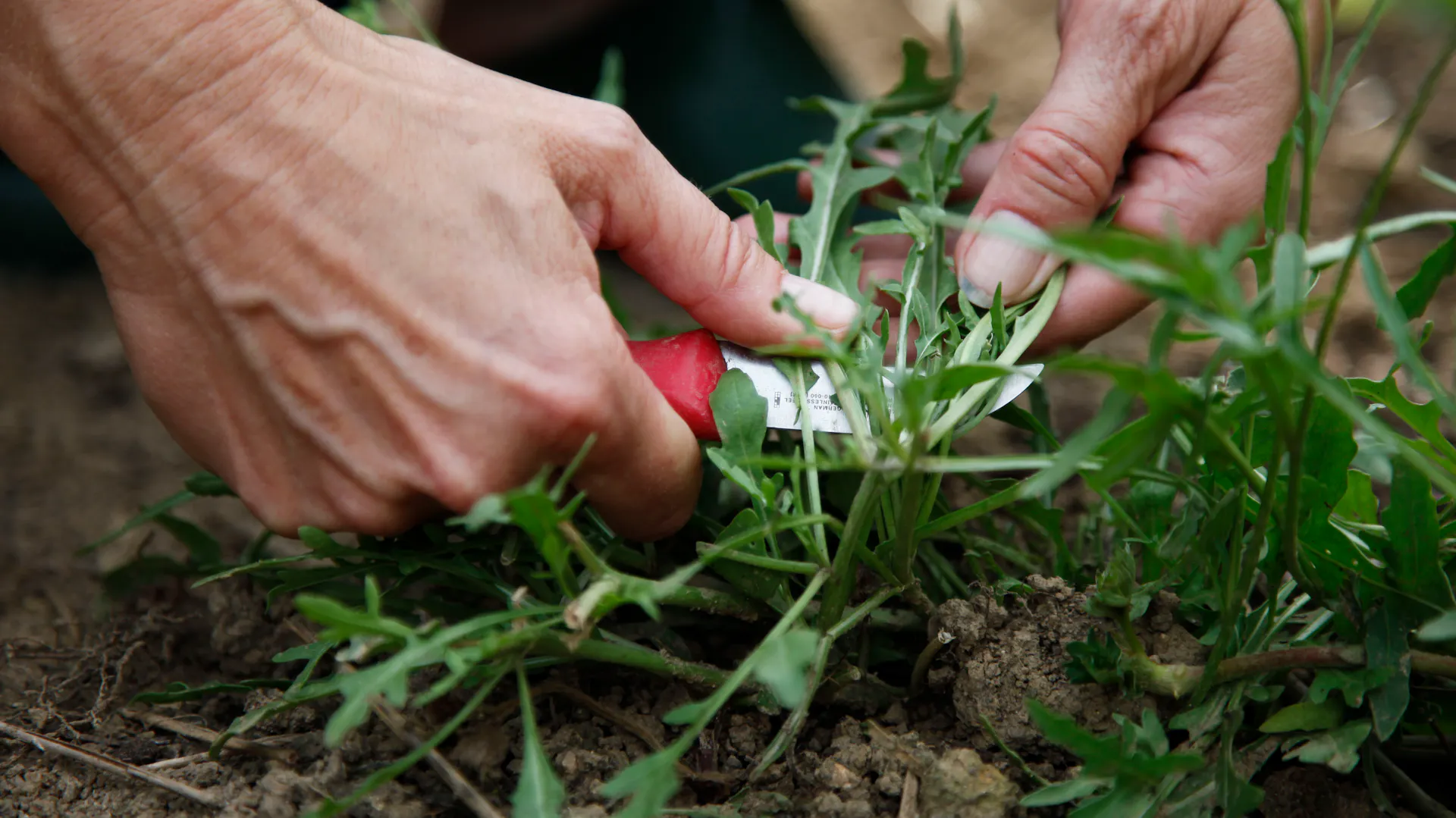 Rucola-Blätter werden mit einem Messer abgeschnitten