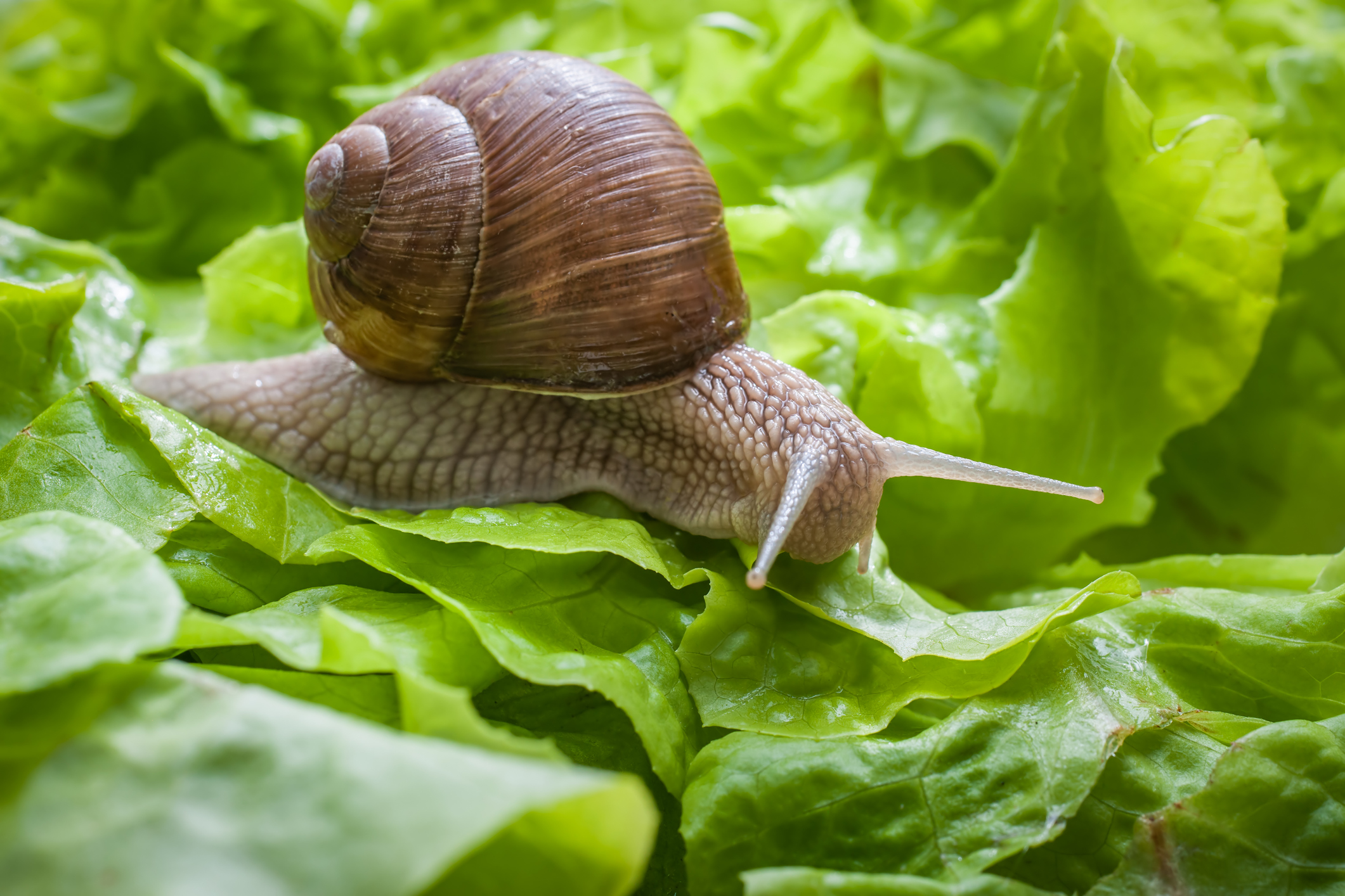 Schnecke auf Salat