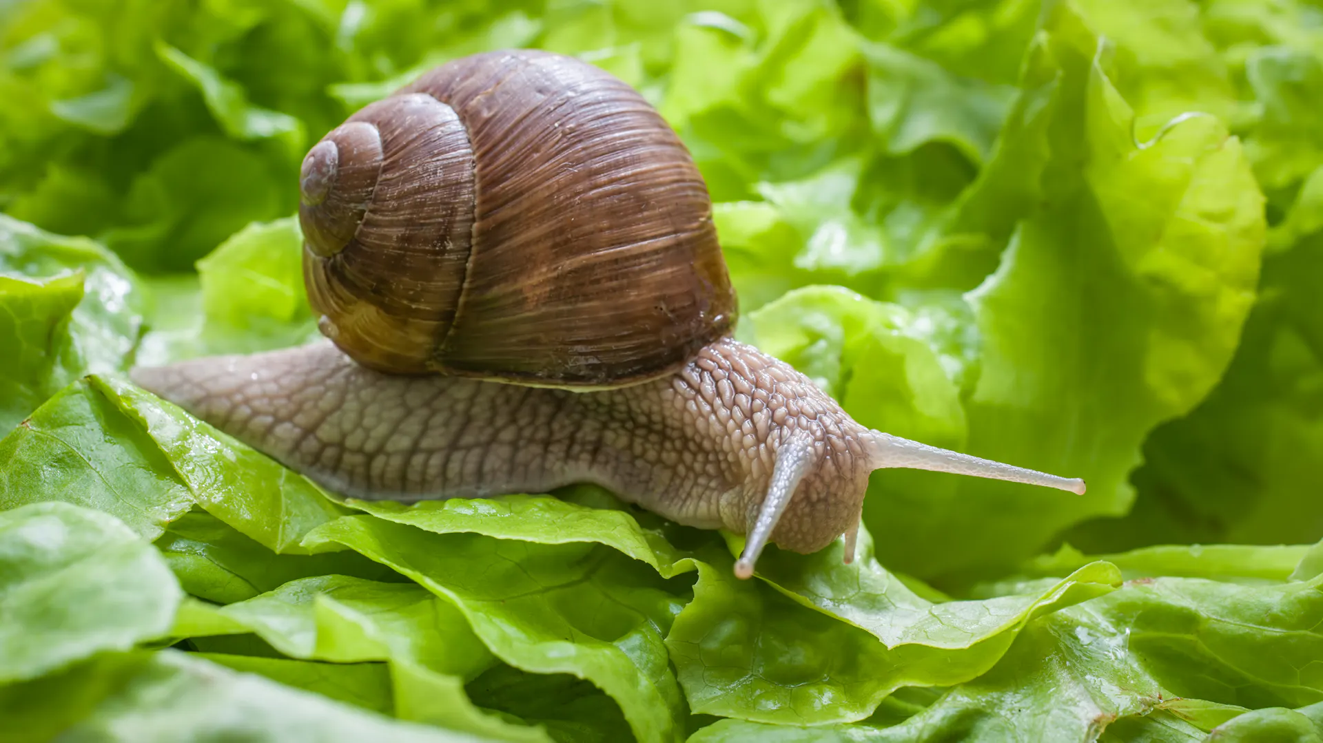 Schnecke auf Salat