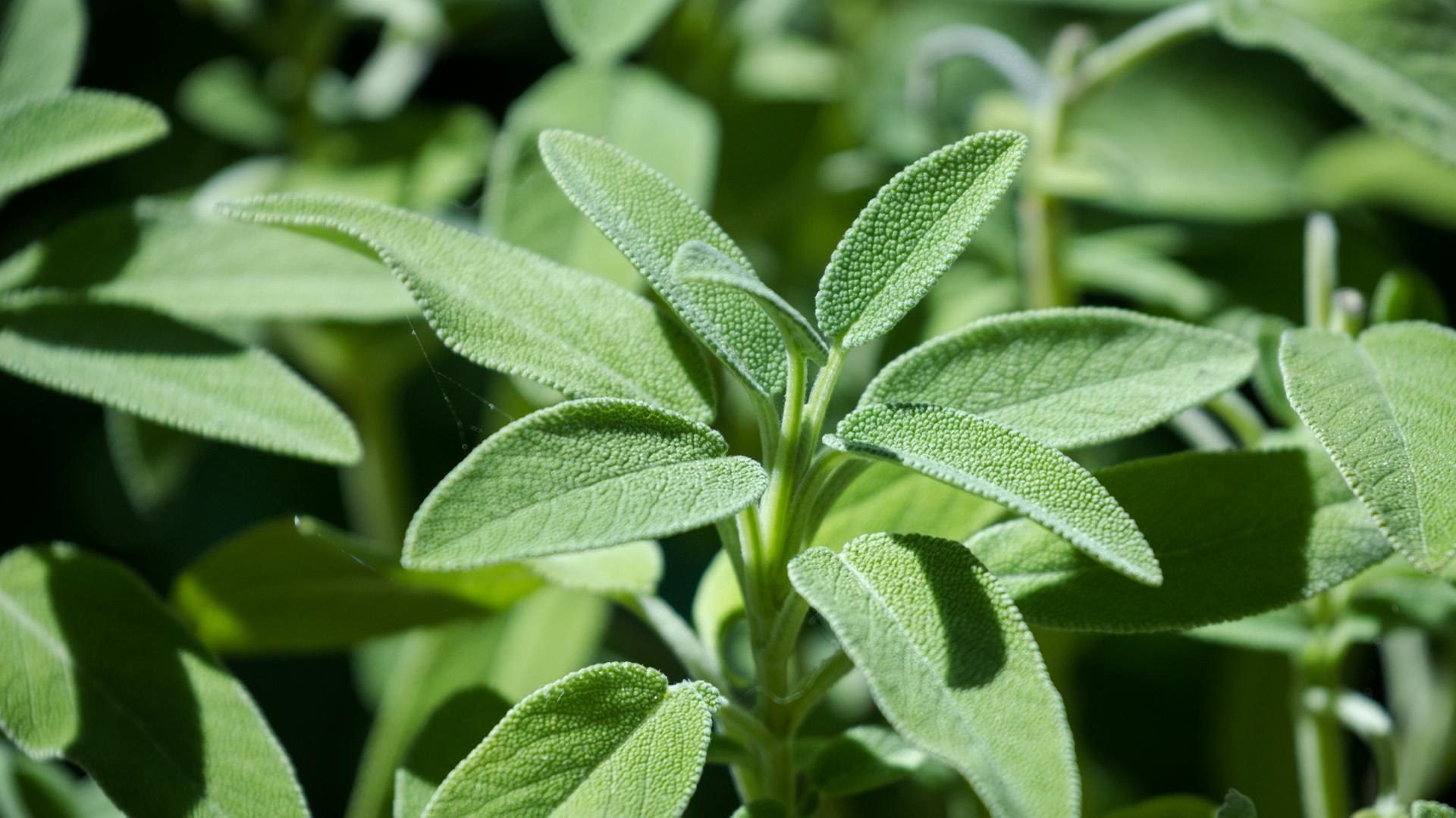 Nahaufnahme von Salbei im Beet