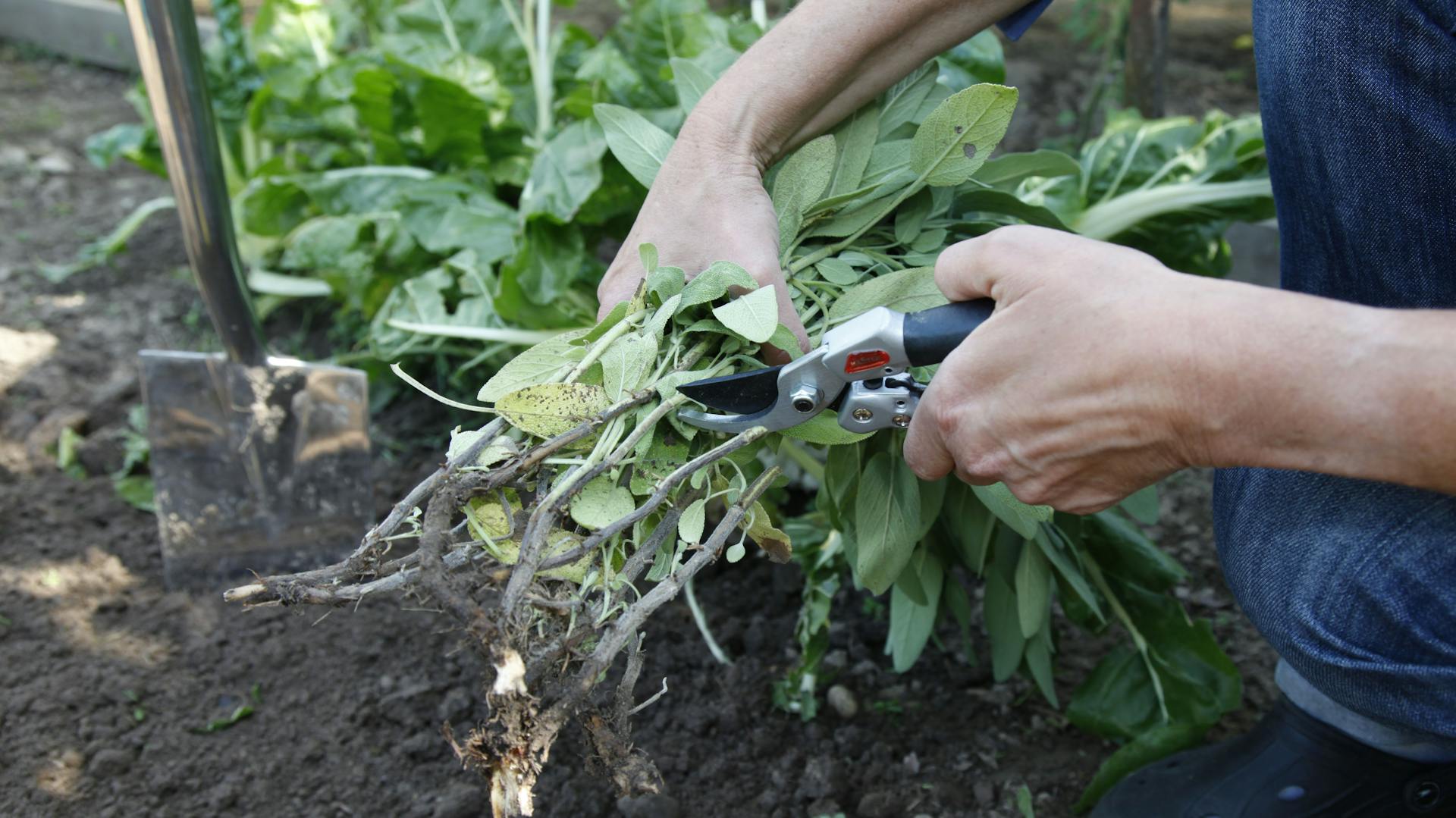 Person teilt eine Salbeipflanze.