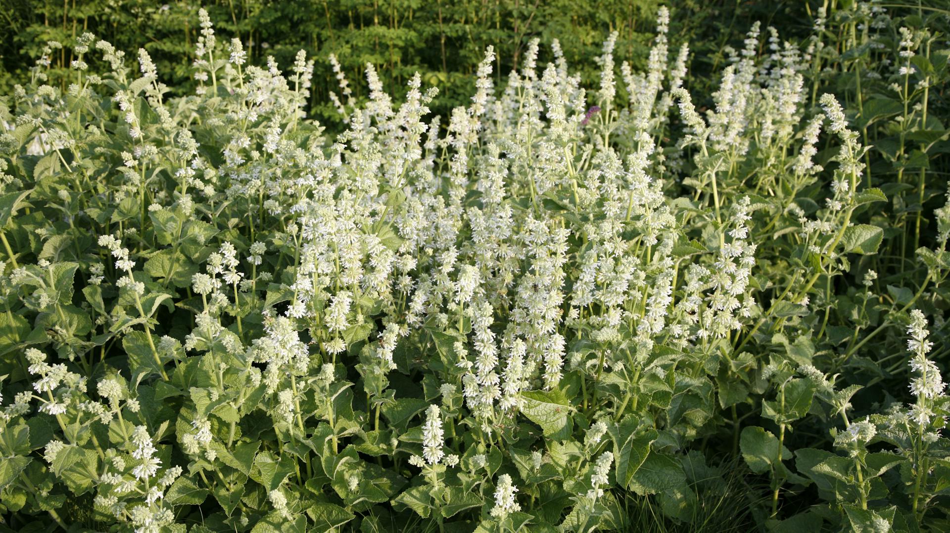 Weiß blühender Salbei