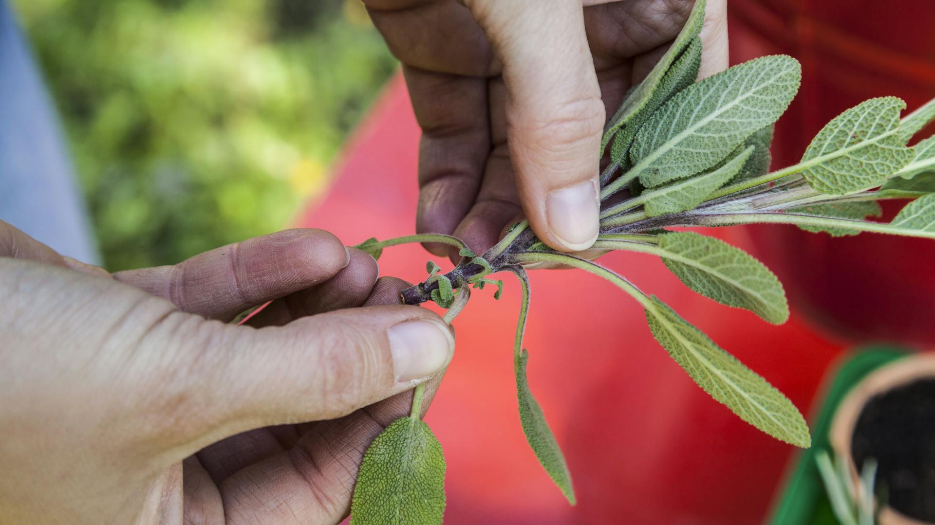 Person hält Salbei-Steckling in der Hand.
