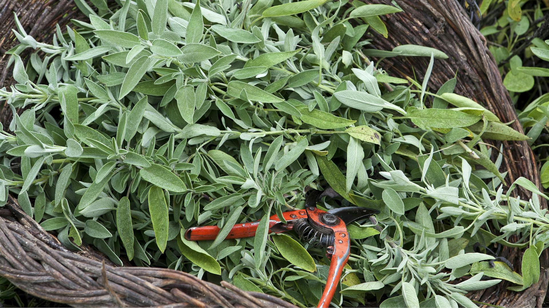 Geernteter Echter Salbei in einem Korb