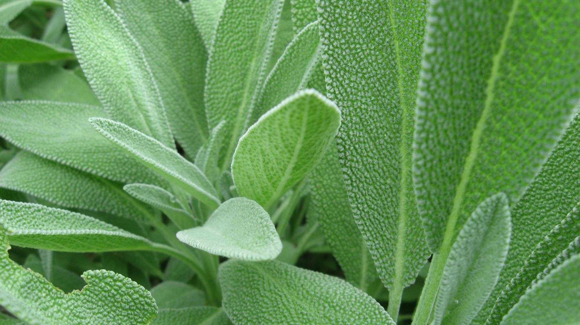 Листья шалфея фото растения Листья шалфея фото растения