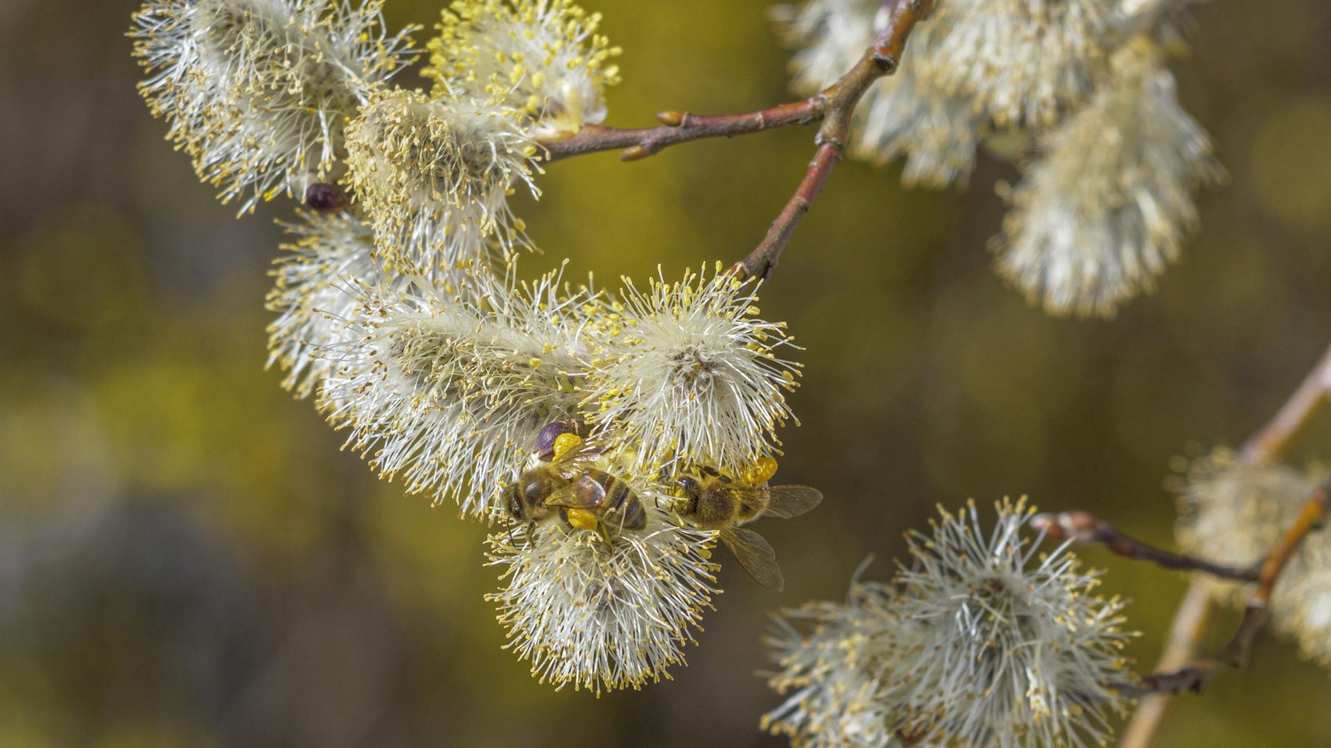 Gelbe Blütenkätzchen an einer Salweide.
