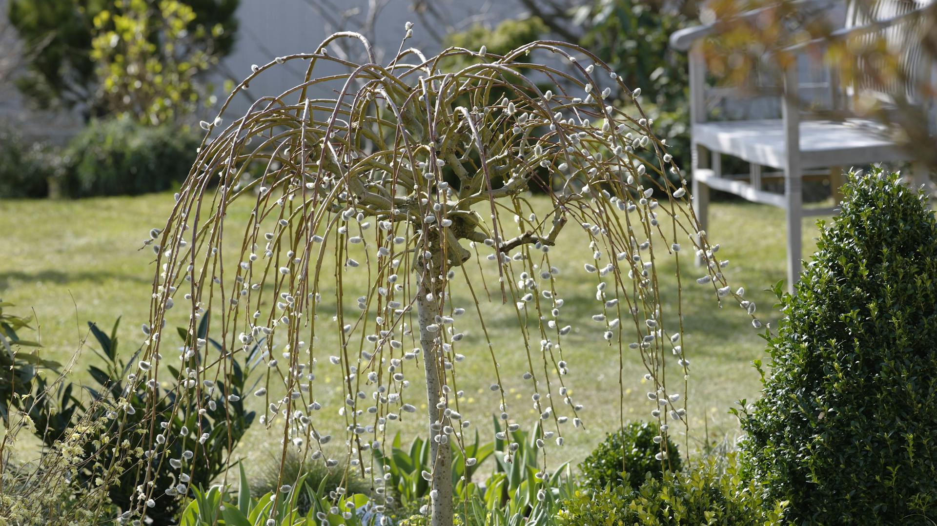 Salweide der Sorte „Pendula“ in einem Beet im Garten.