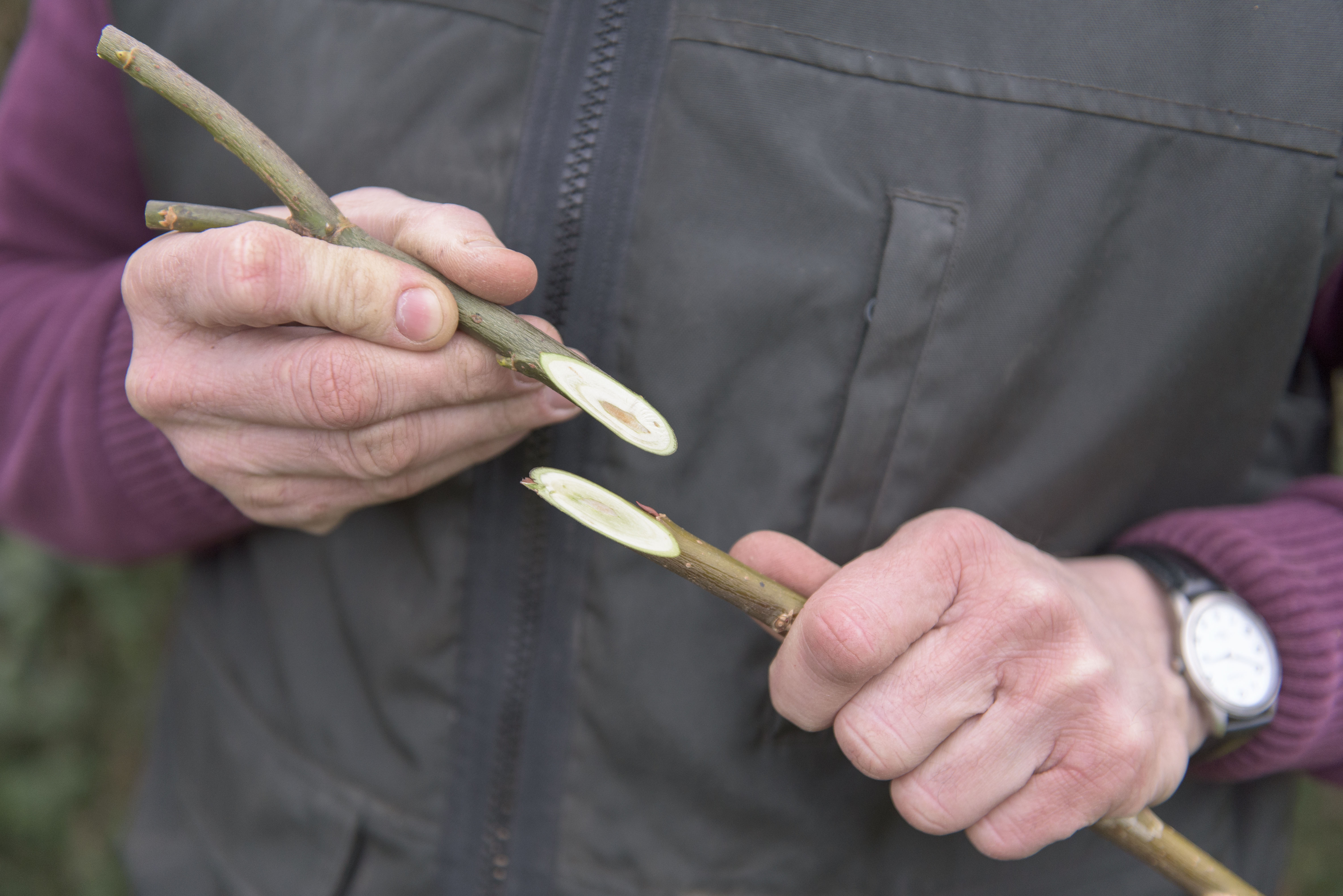 Ein Mann hält zwei angeschnittene Zweige der Salweide in den Händen.