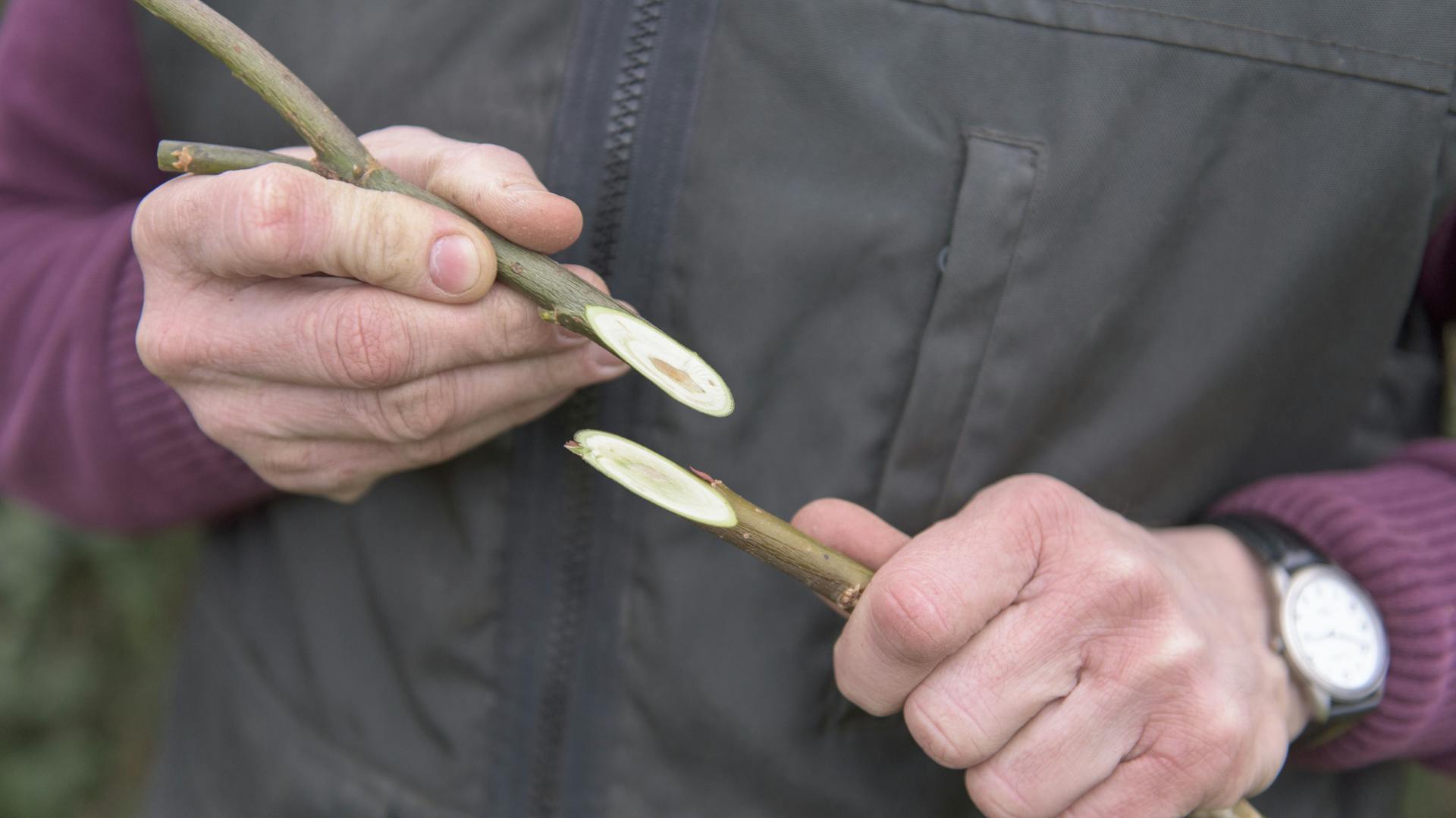 Ein Mann hält zwei angeschnittene Zweige der Salweide in den Händen.
